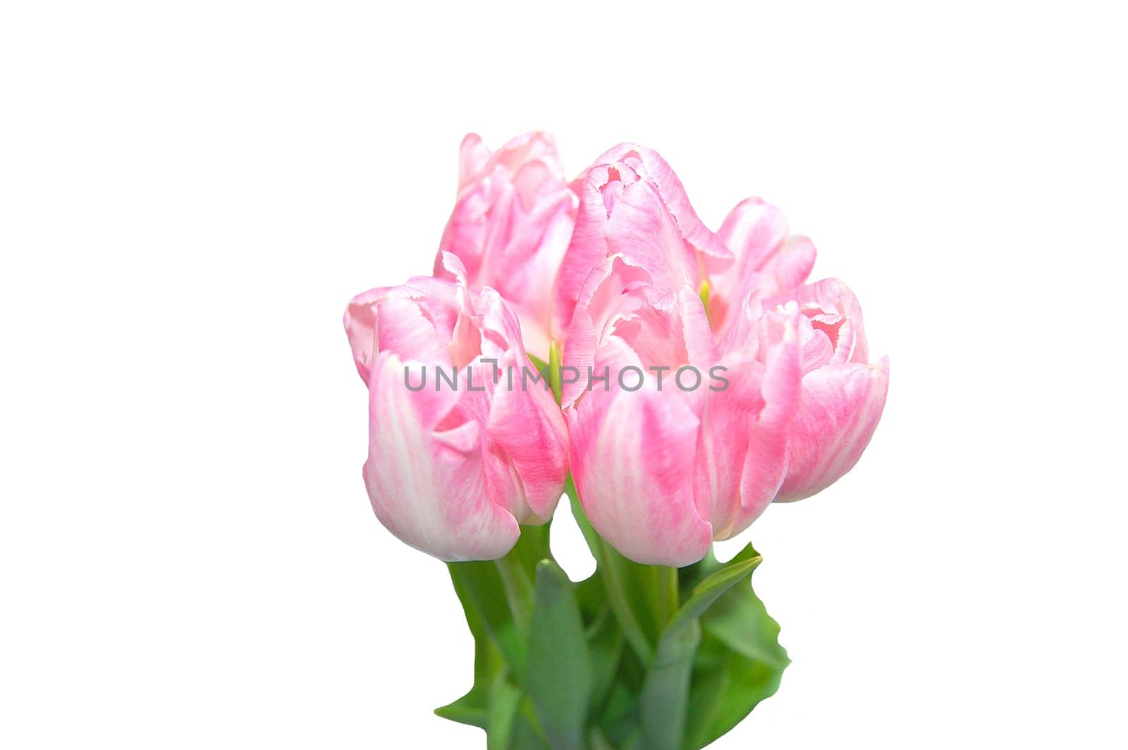 pink tulips