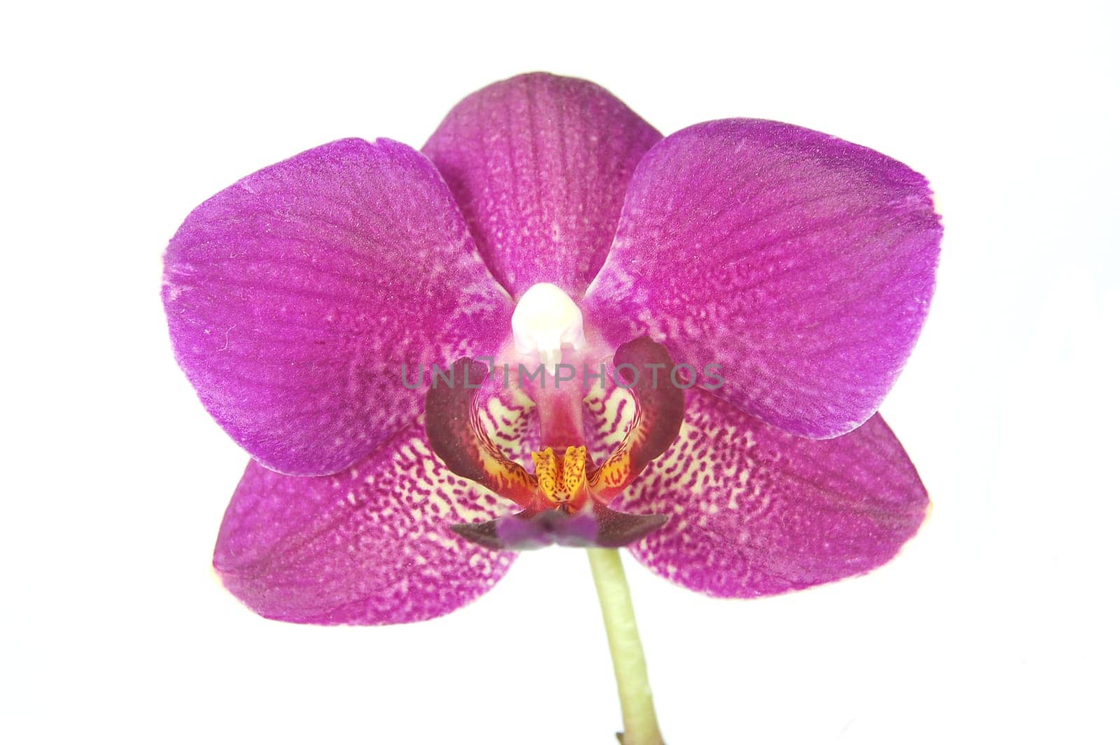 orchid flower