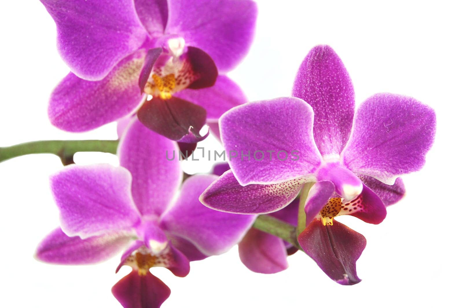 pink orchids