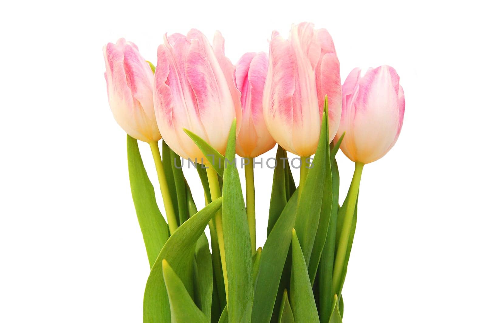 pink tulips