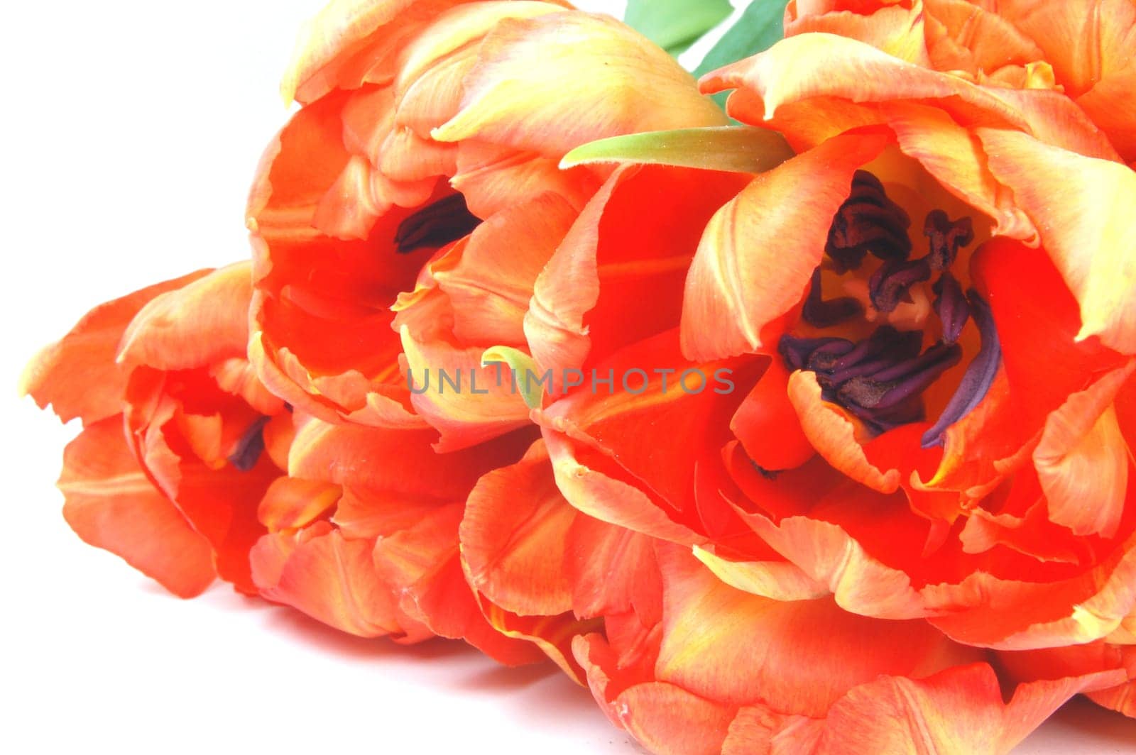 orange tulips