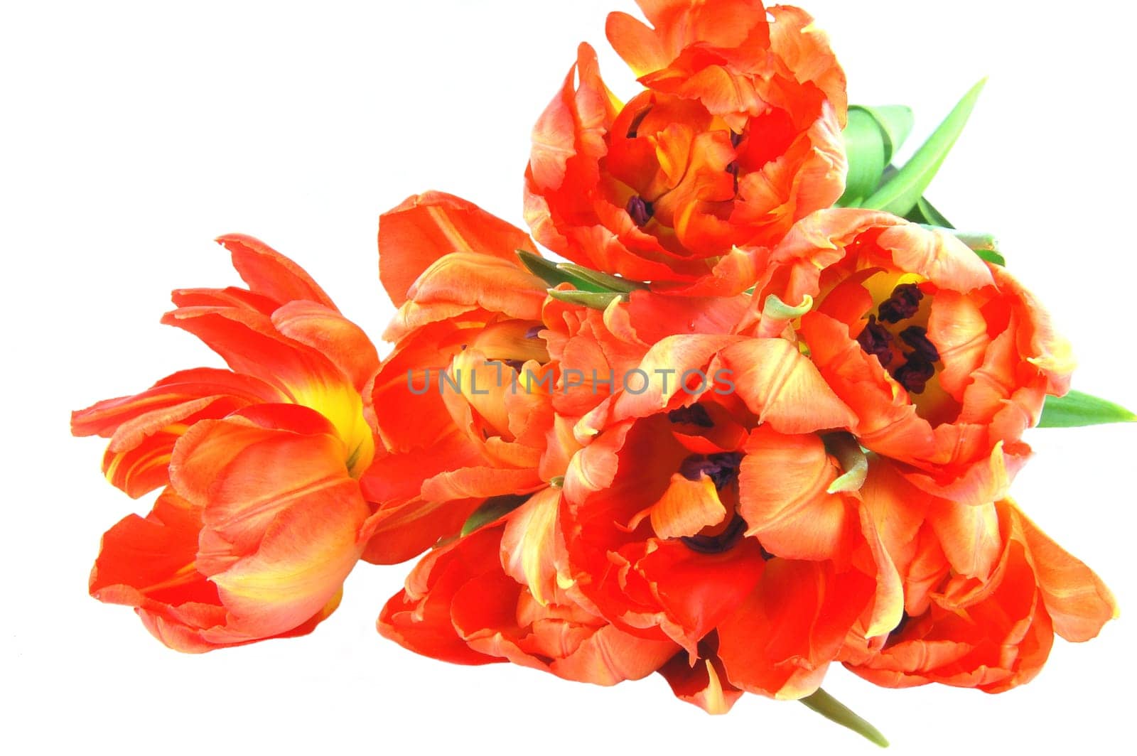 orange tulips