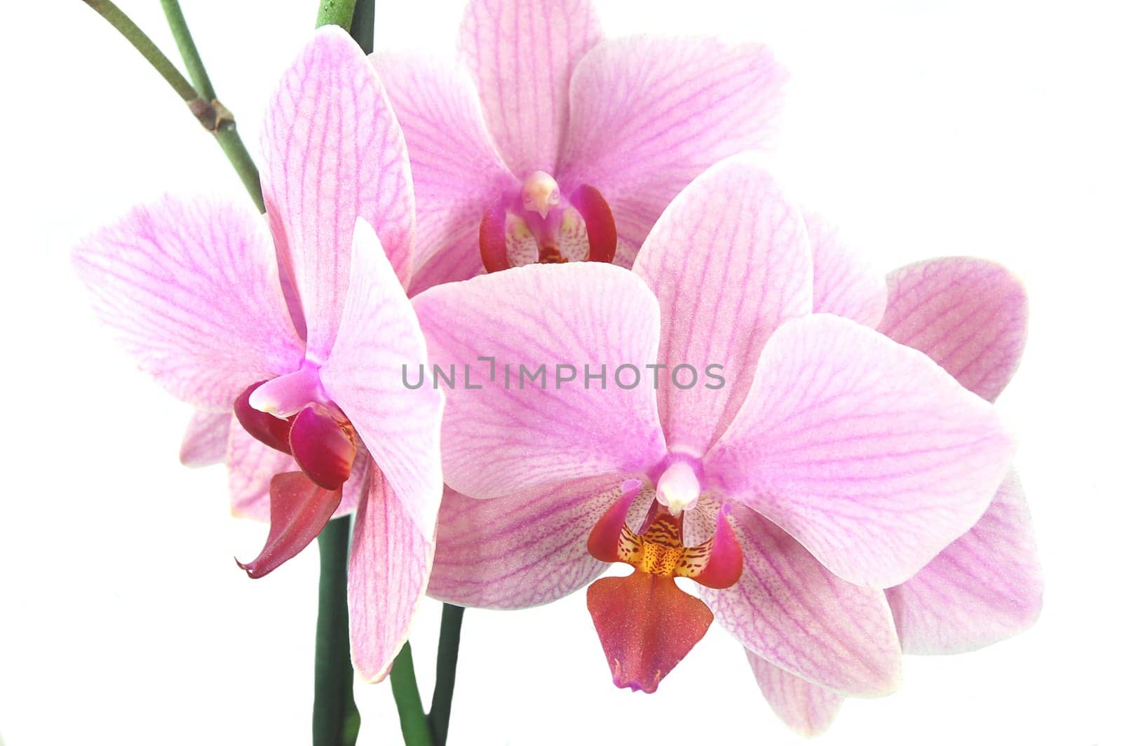 orchids