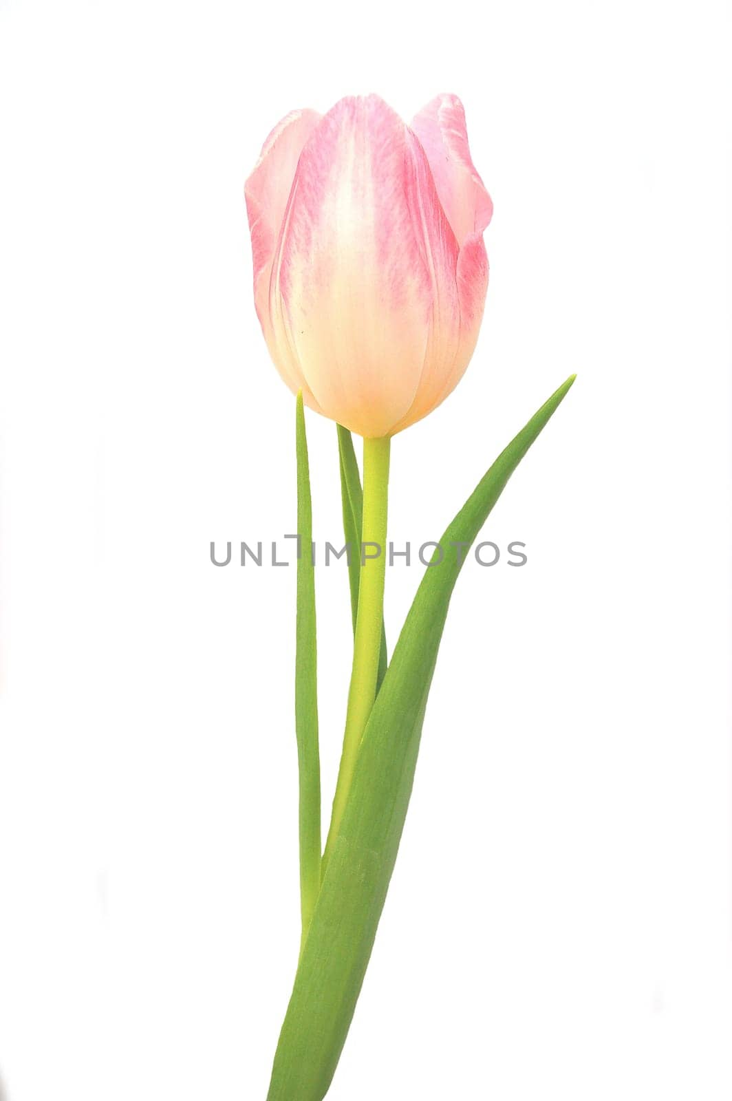 pink tulips