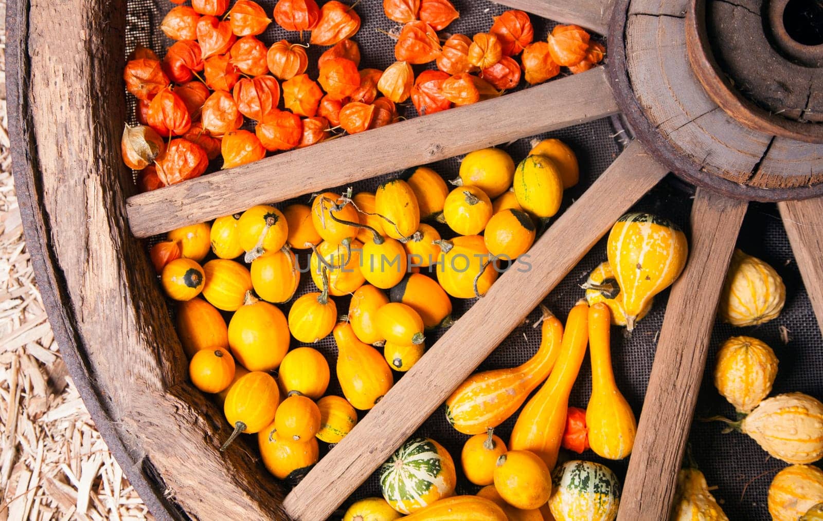 Different sorts of decorative pumpkins in a large wooden wheel
