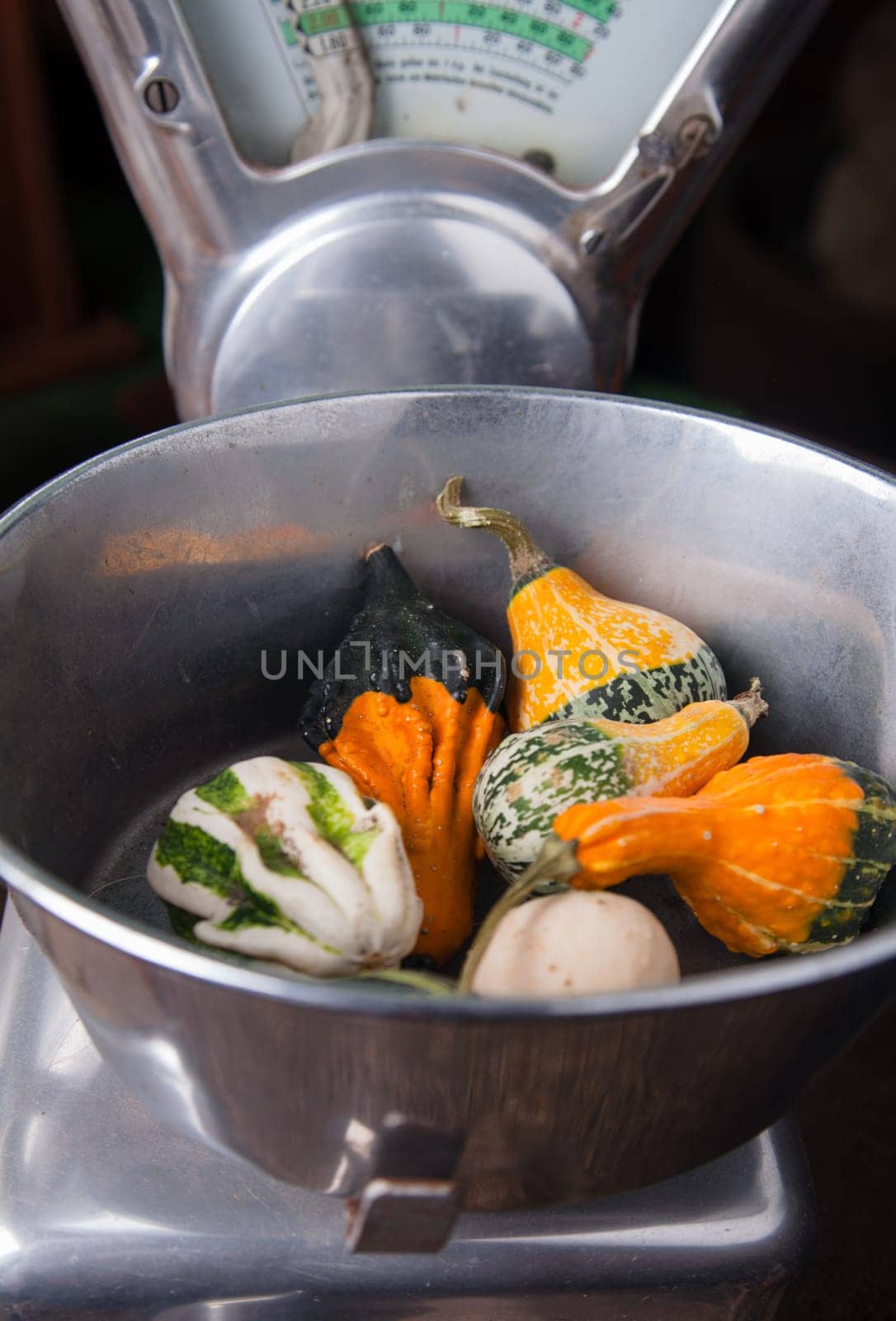 Sorts of pepo pumpkins in an old and vintage scale