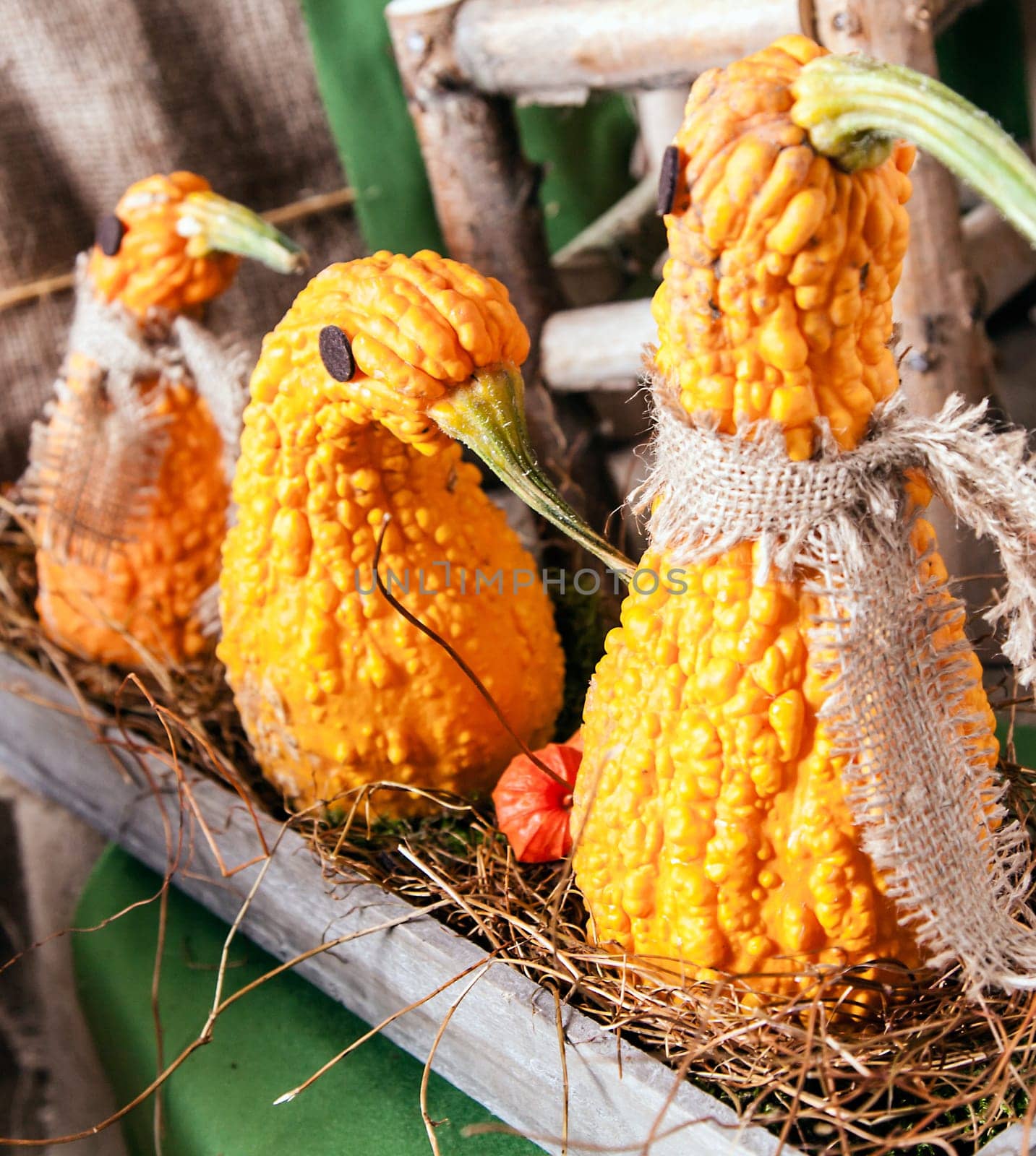 Animal shaped Pumpkins in a row on an old wooden plate