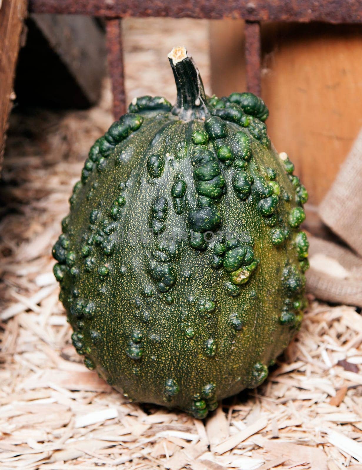 One big green Pepo on a strawy ground