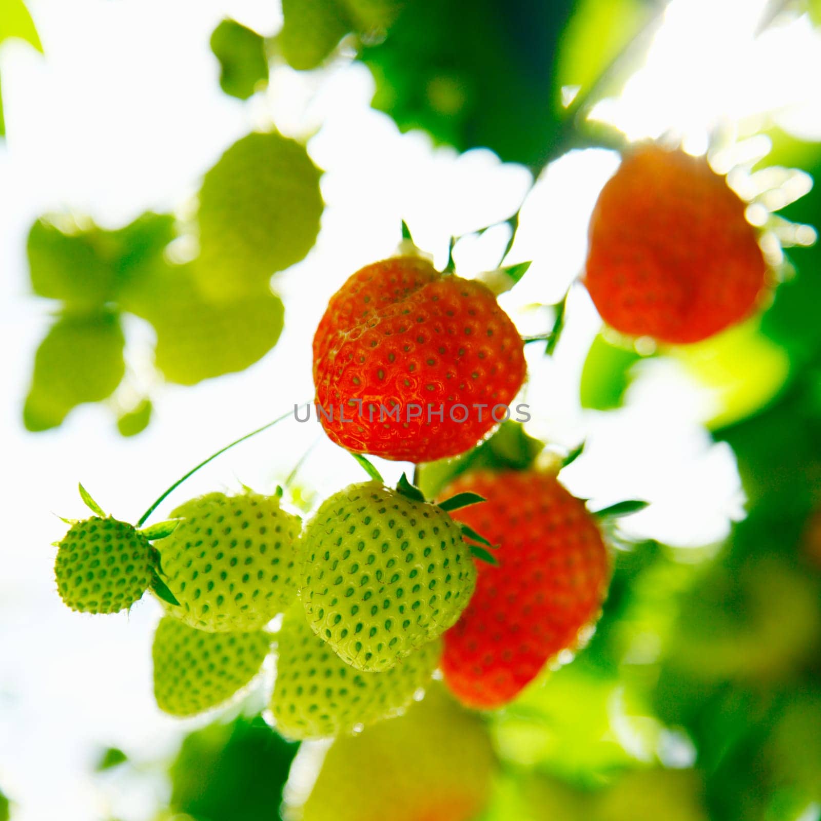 Fresh green and red raw Strawberries on a plant