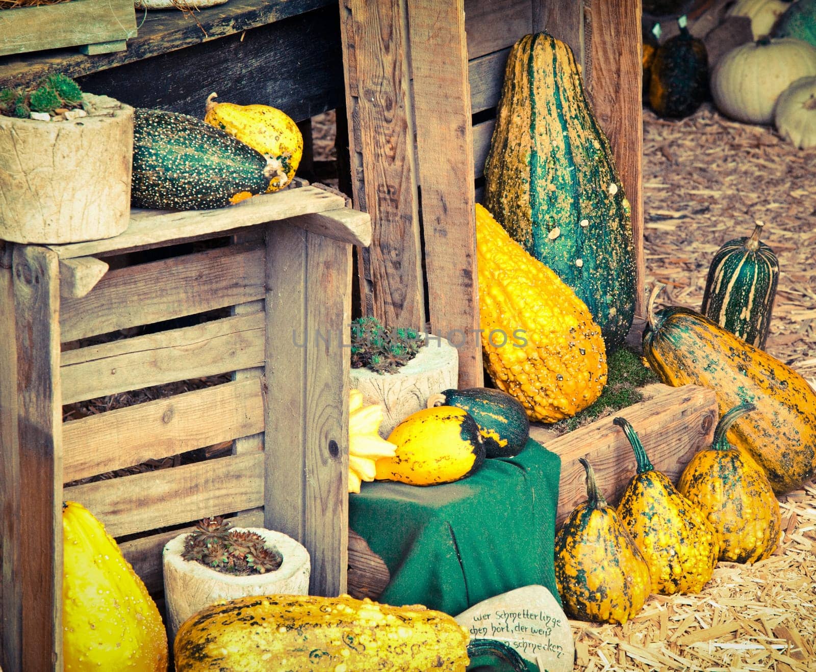 Vintage colored Autumn emotion with some deco pumpkins and old and vintage materials