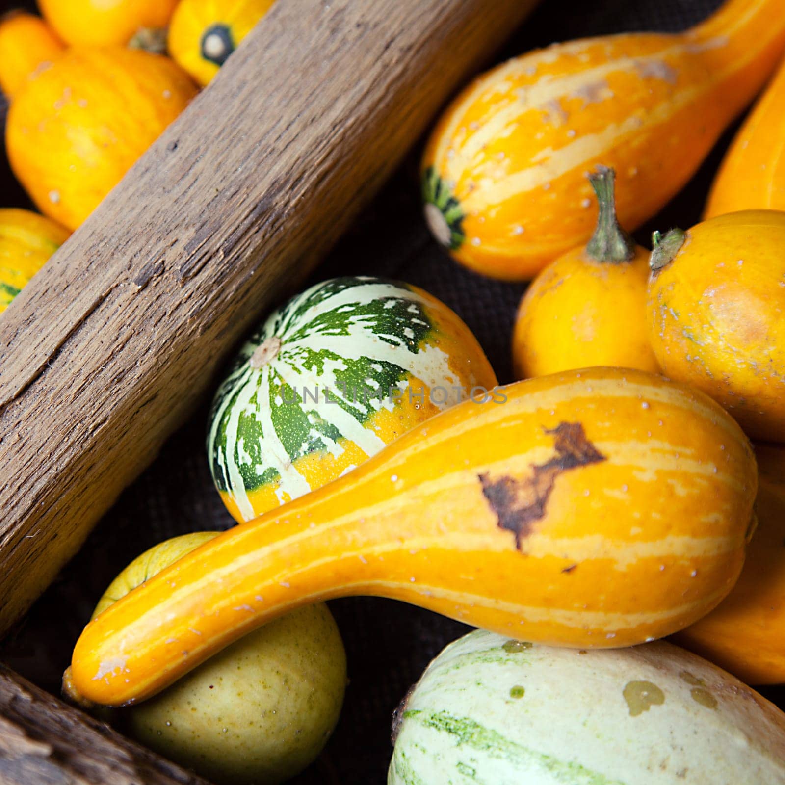 Assortment of different decorated pumpkins in a large wooden wheel, as a close up
