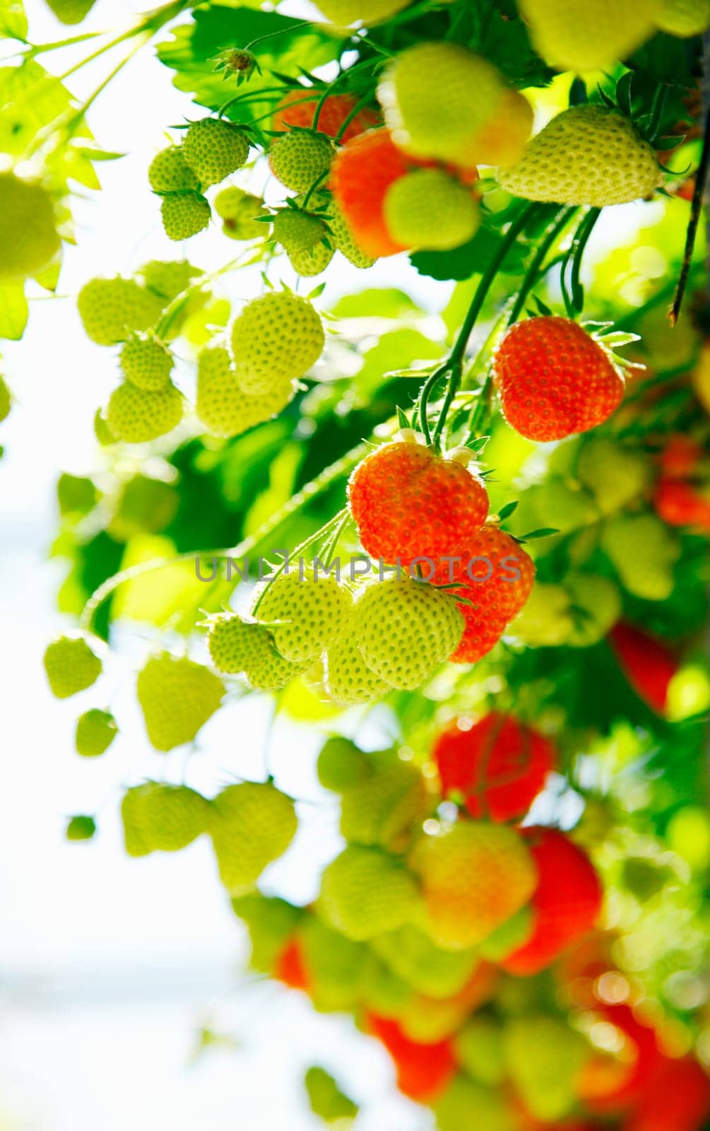 Fresh green and red raw Strawberries on a plant