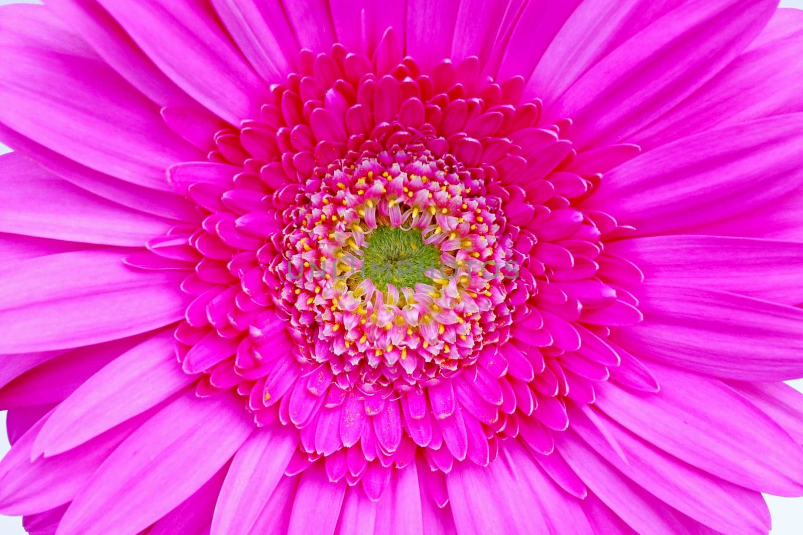 Flower of an pink gerber close-up