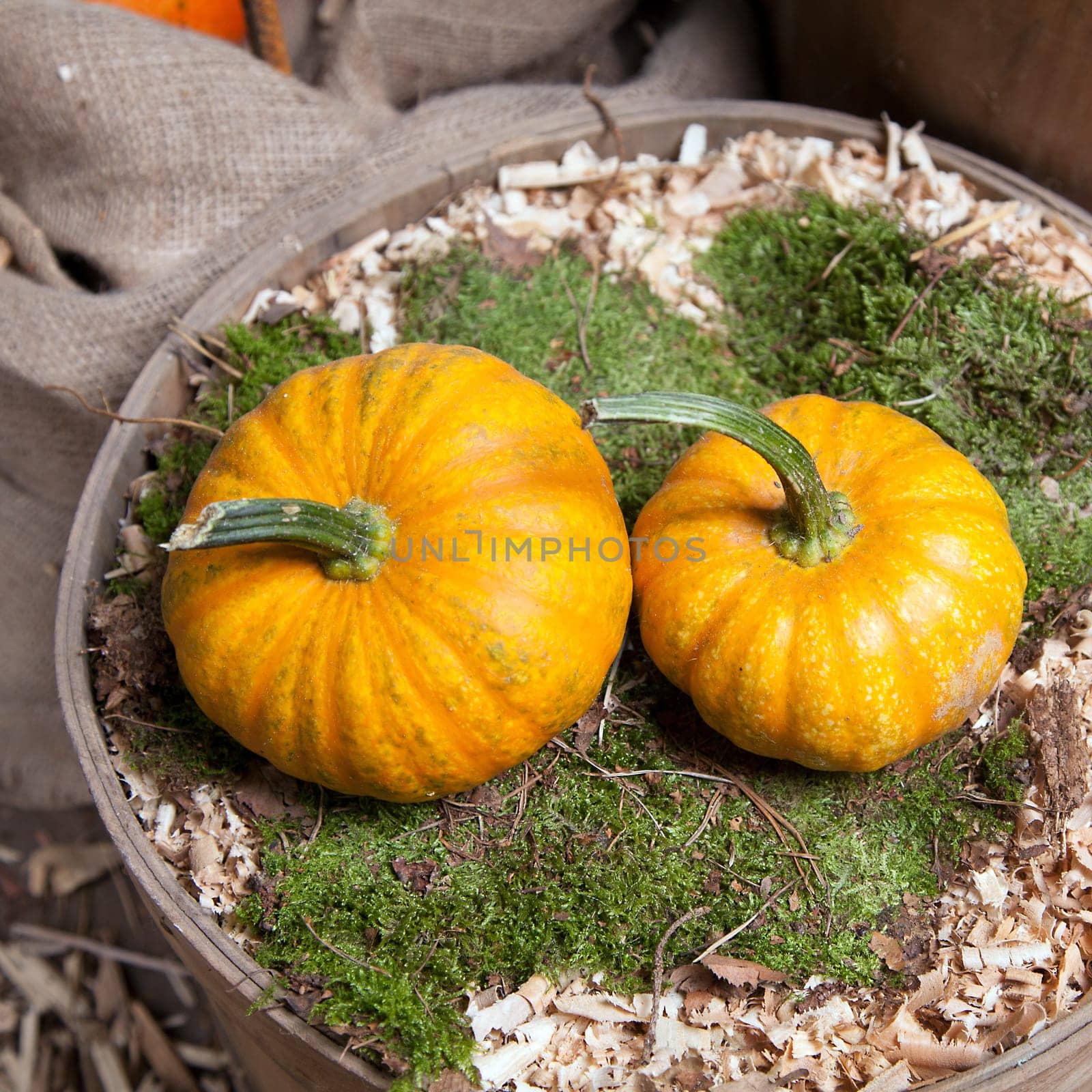 Two beautiful pumpkins in a bed of moss in an old and vintage bucket, for autumn gardening concepts
