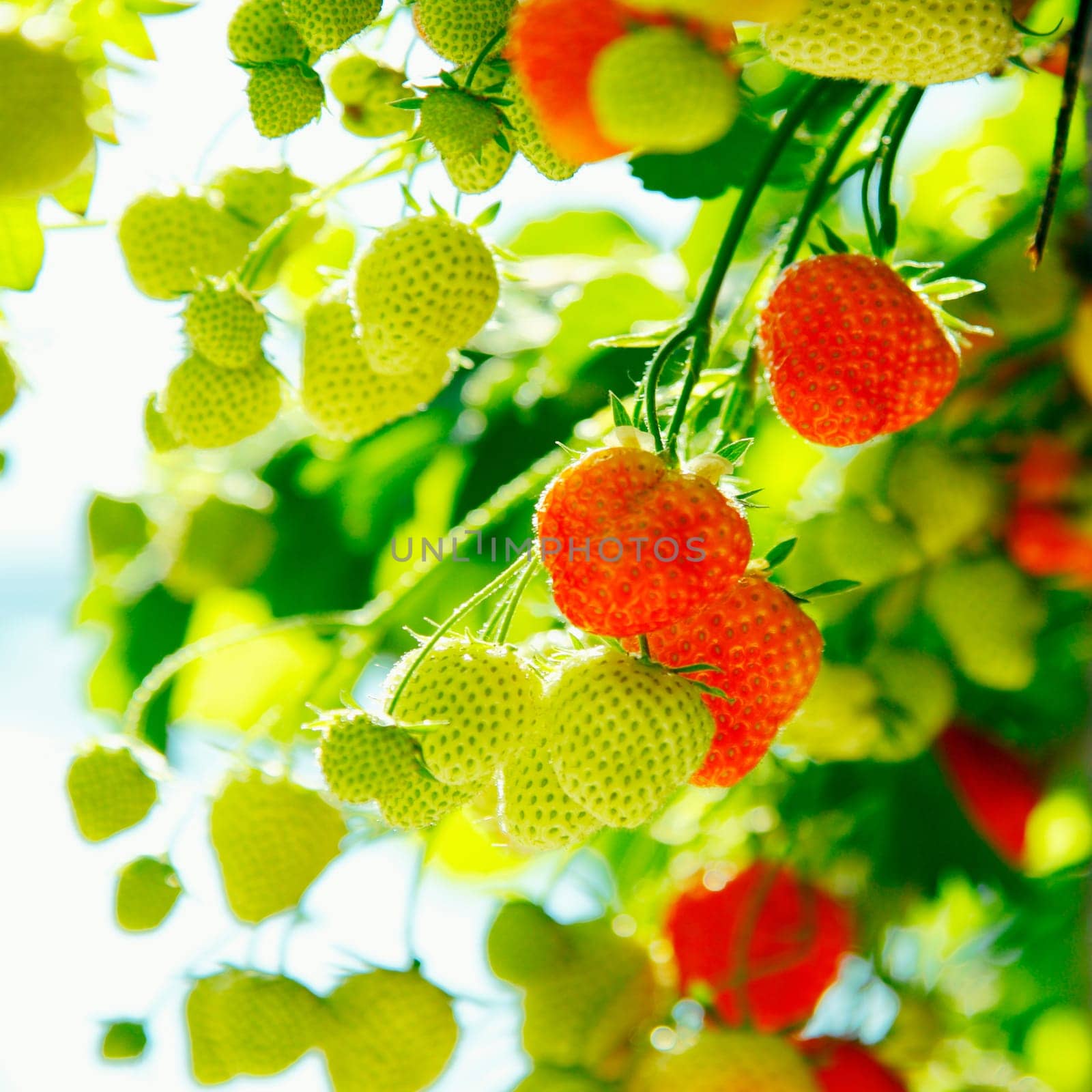 Fresh green and red raw Strawberries on a plant