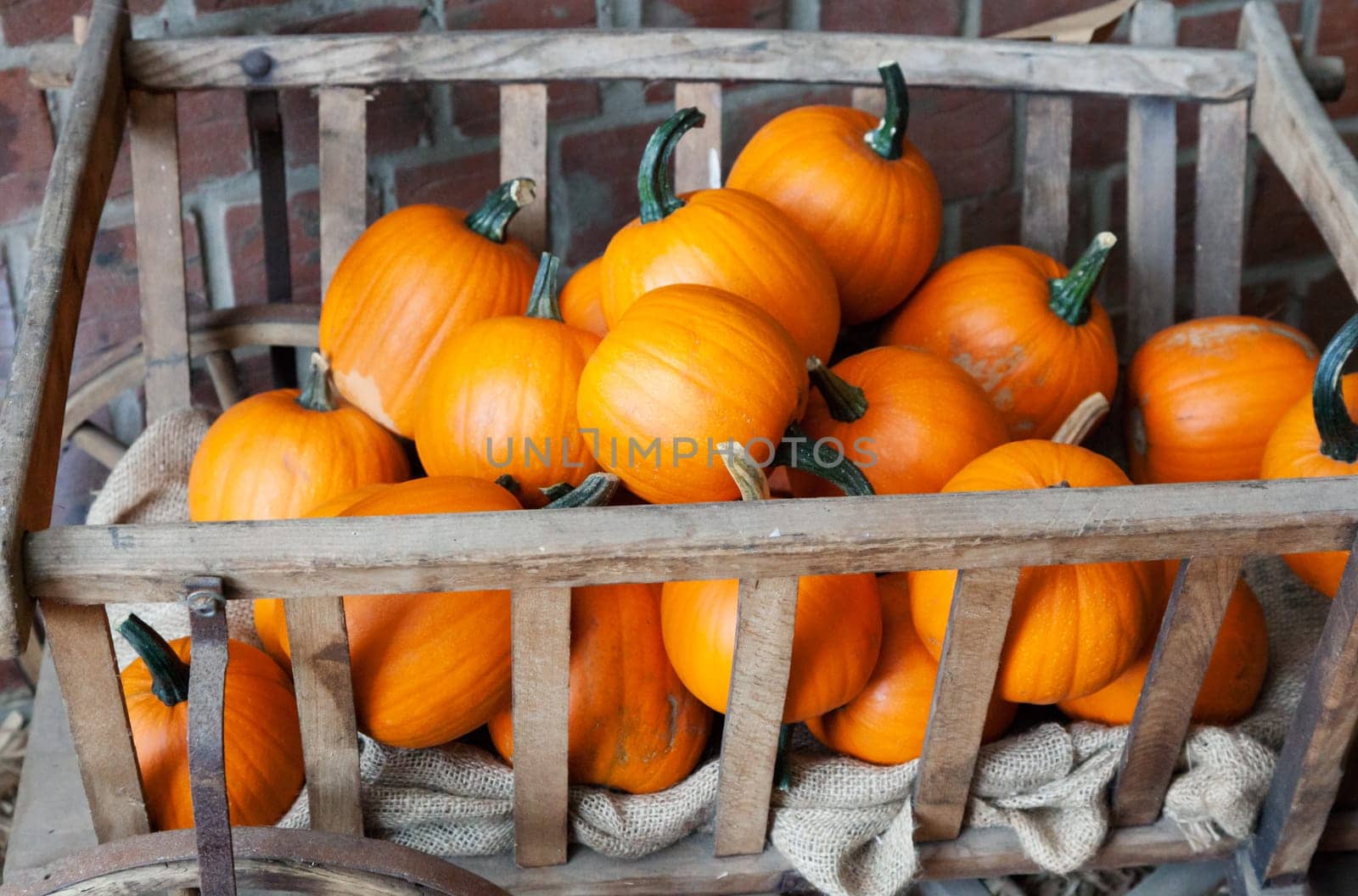 Many Curcurbita Pepo in a rustic handbarrow