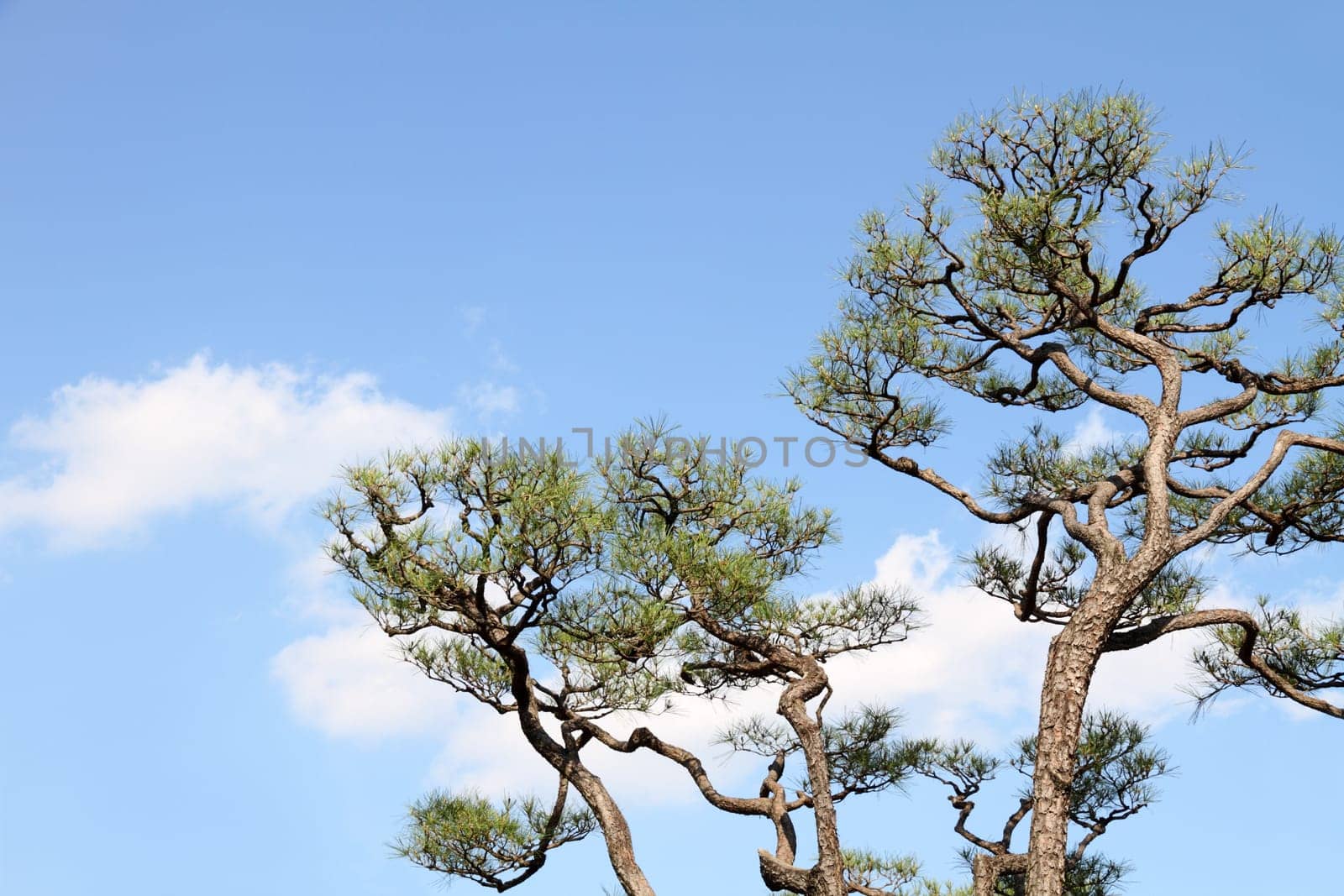 Japanese pine tree against blue sky