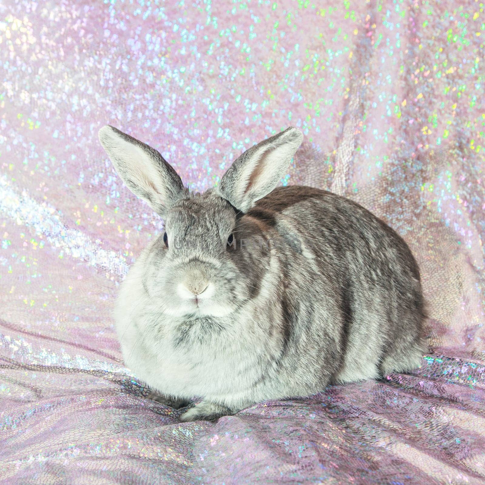 Studio shot of cute domestic rabbit sitting.