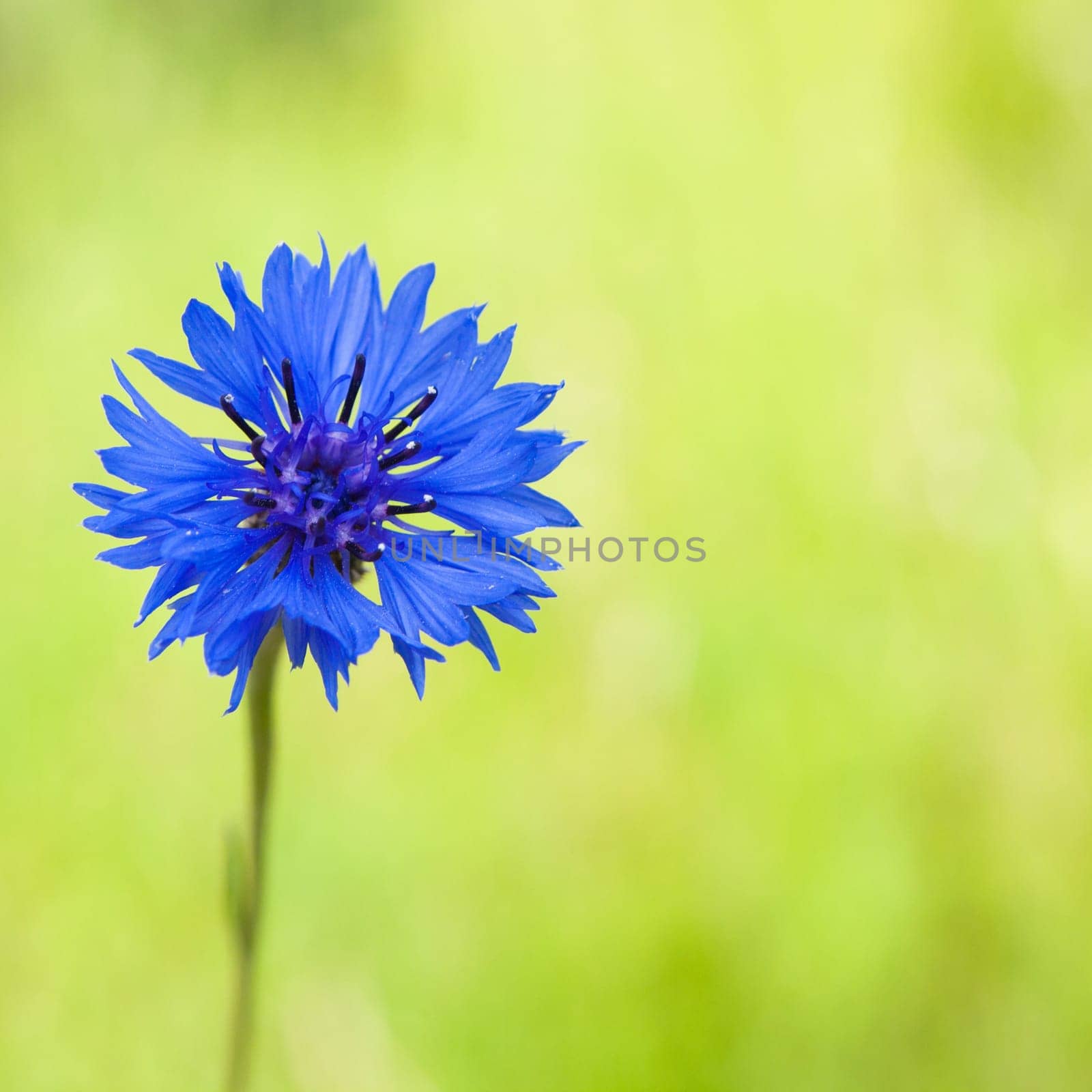 Cornflower on a natural green background