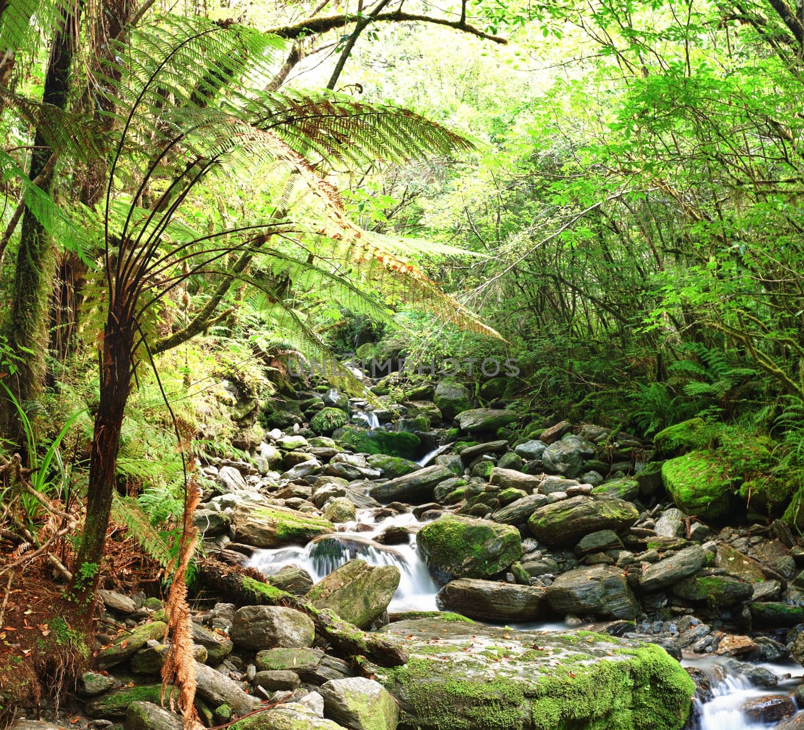 Stream among New Zealand native bush
