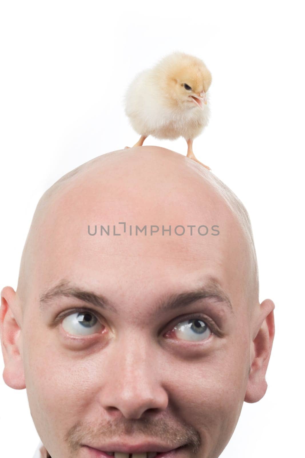 Image of bald man with chirping chick on his head