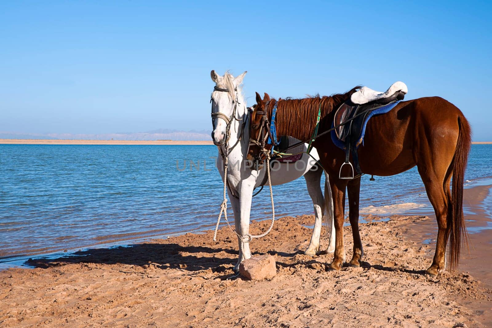 Tired horses at Lagoona beach