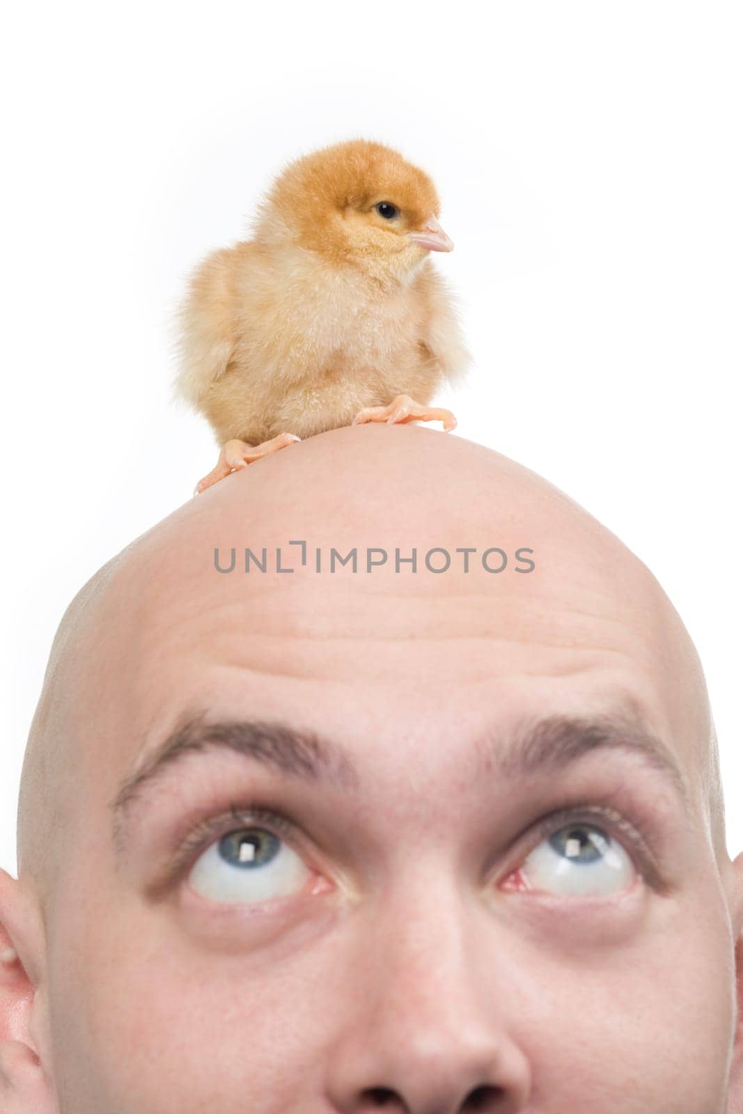 Image of amazed man looking upwards at his bald head with cute chick on it