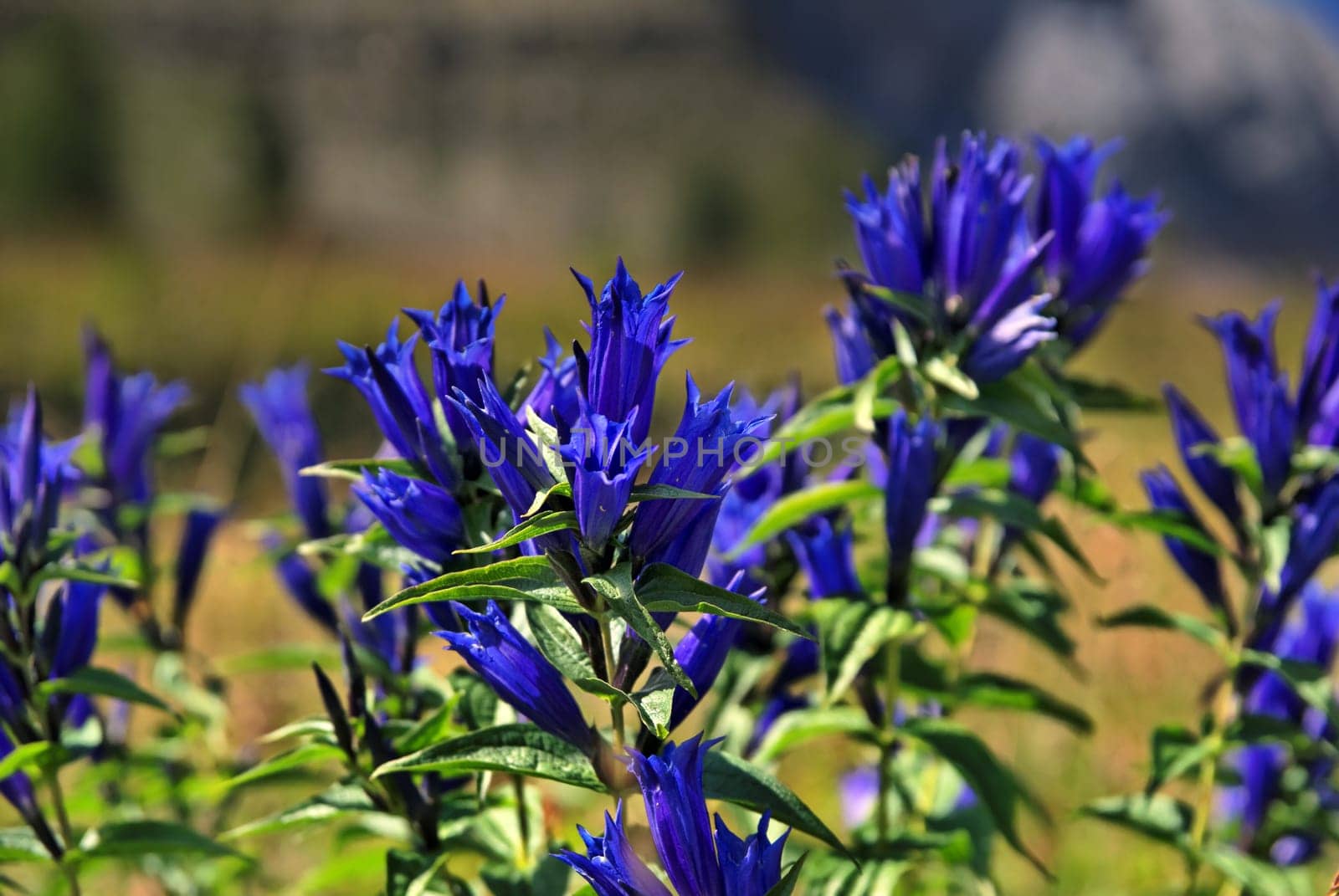 Swallowroot Gentian (Gentiana asclepiadea),Peitler Peak,Val di Funes,Dolomites,Italy,Europe