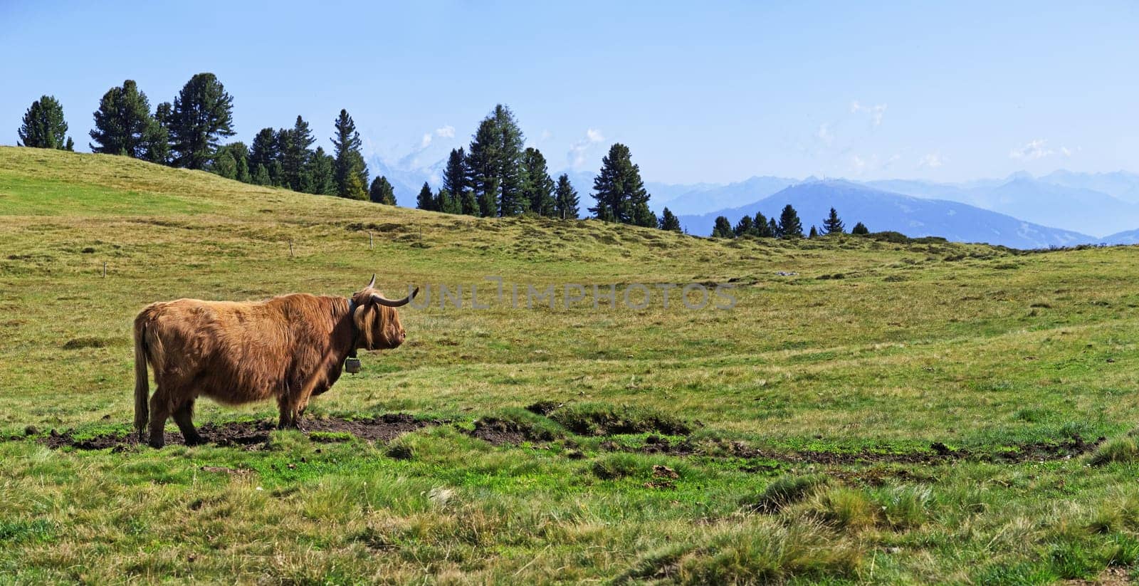 Scottish Highland cattle at the Peitler summit,Villnöss Valley,Dolomites,Italy,Europe
