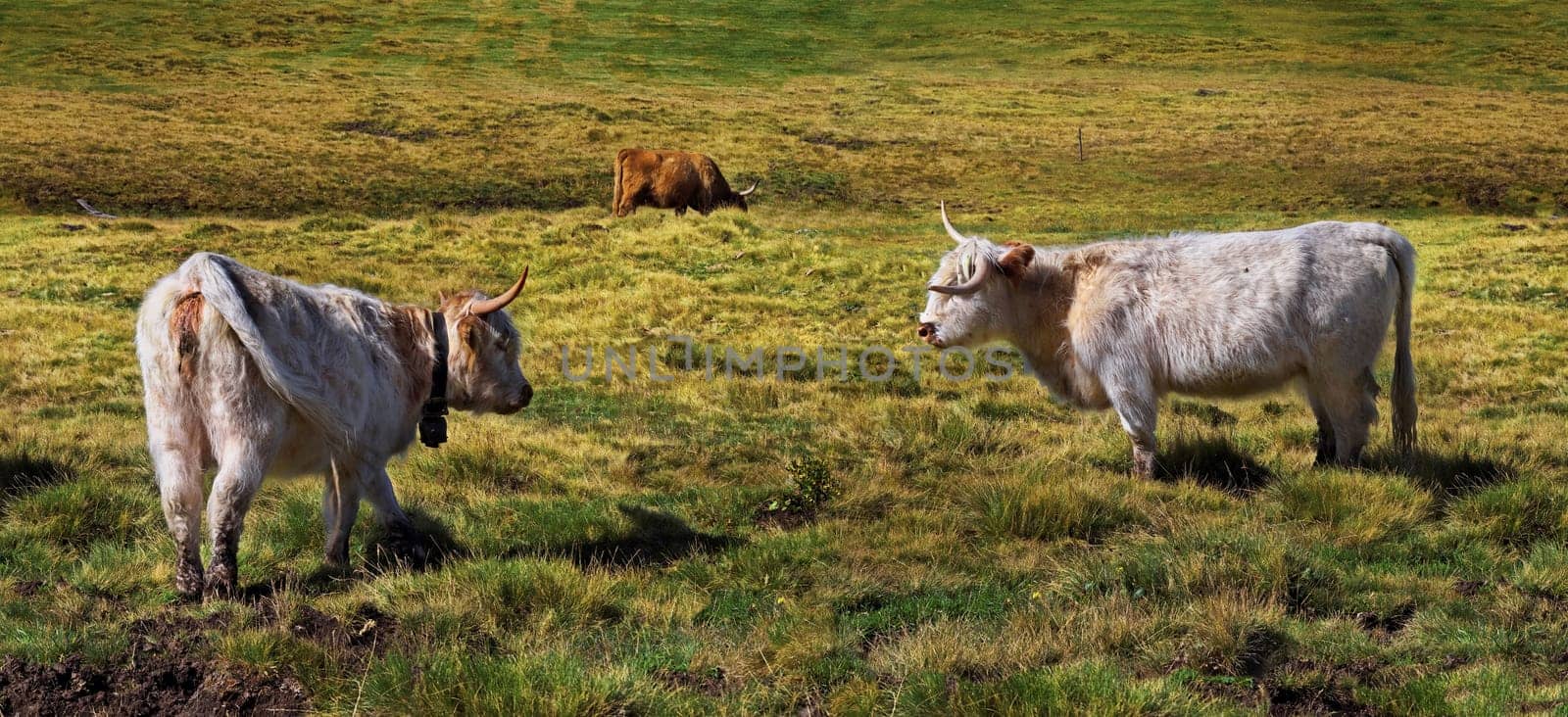 Scottish Highland cattle at the Peitler summit,Villnöss Valley,Dolomites,Italy,Europe