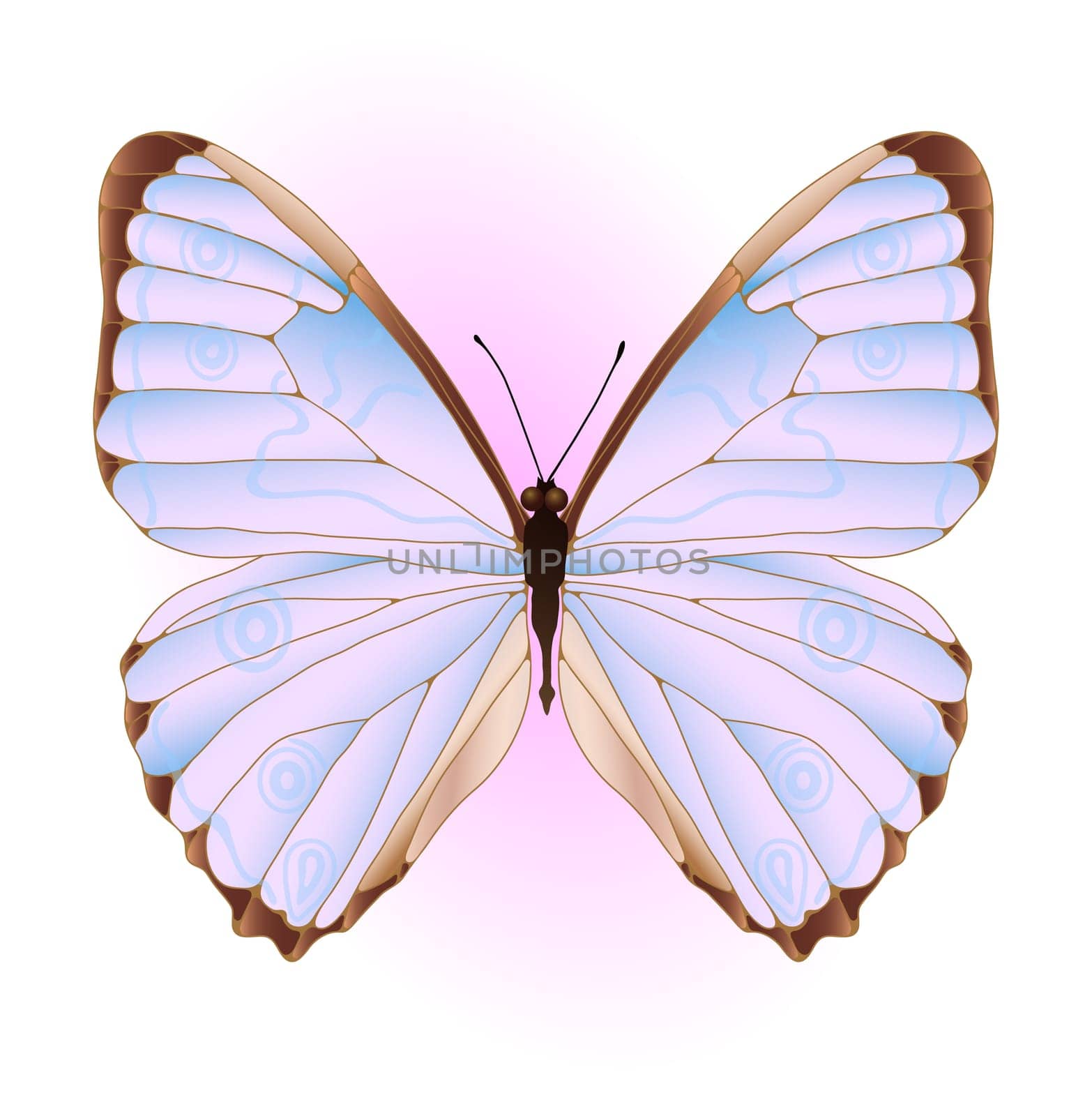 Vector illustration of pink and blue butterfly