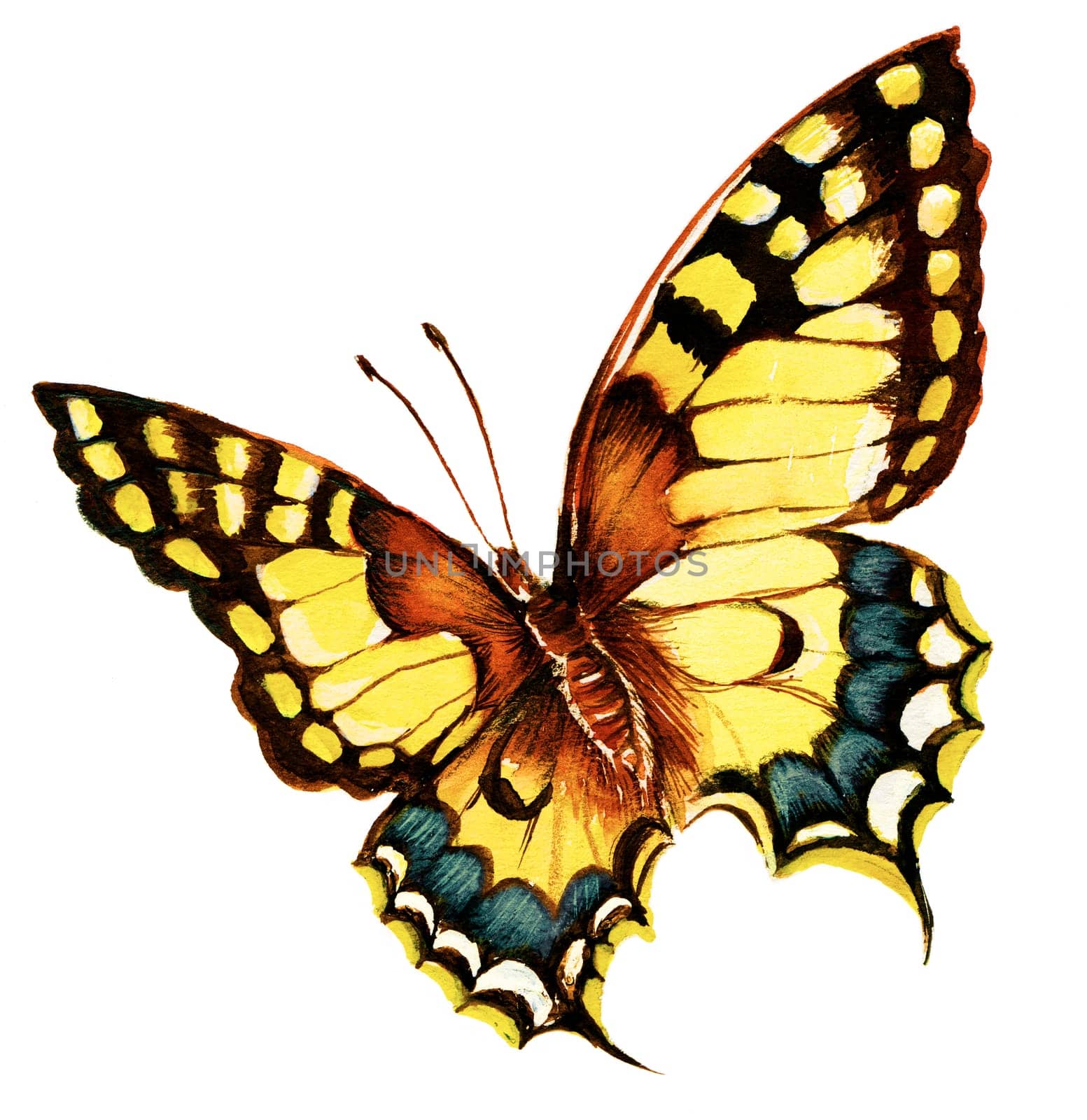 Painting of bright machaon butterfly over white background