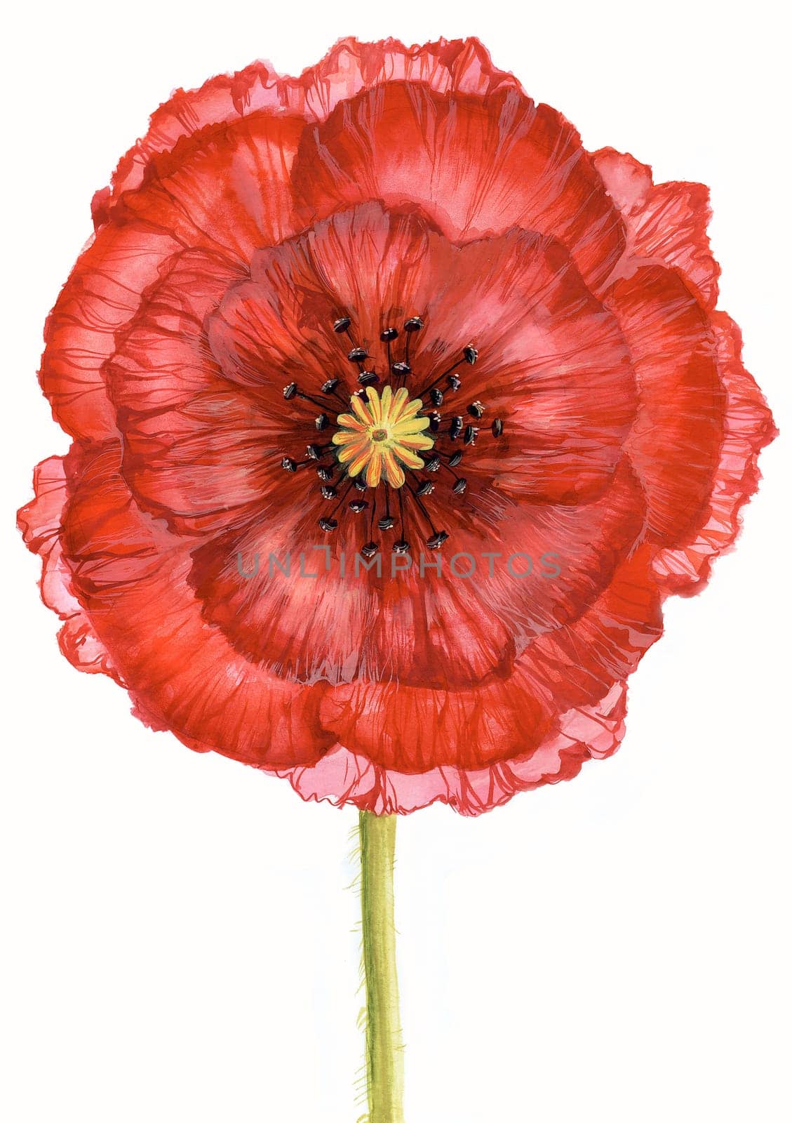 Creative image of red poppy on green stalk isolated over white background