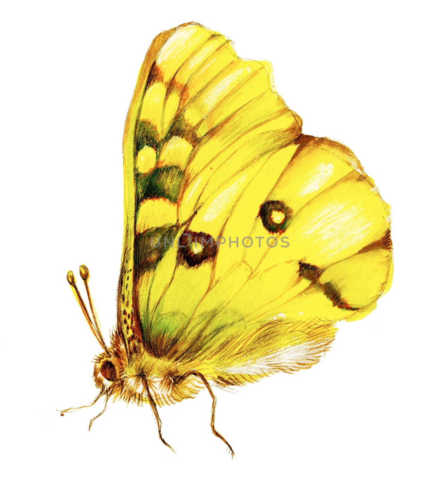 Painting of yellow butterfly over white background