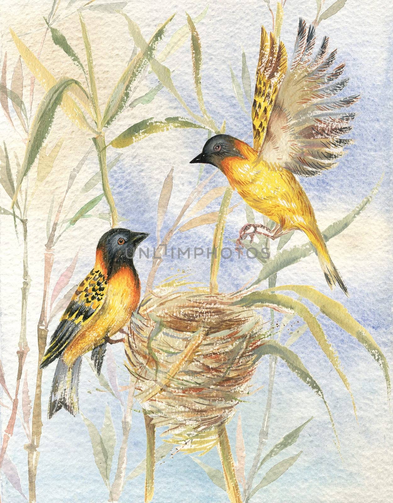 Drawing of two birds sitting by their nest on background of blue sky