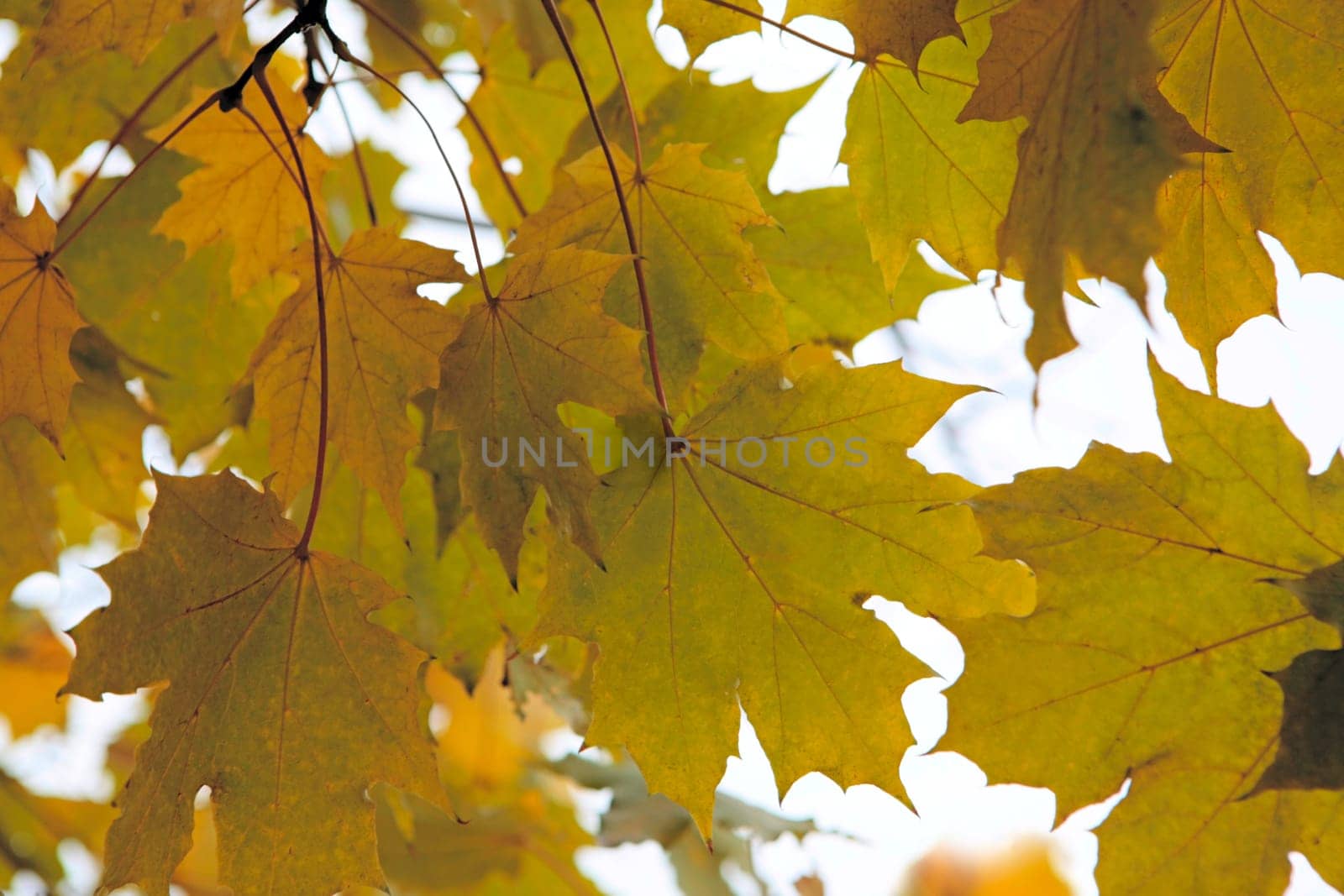 Image of autumn maple leaves hanging down from a tree