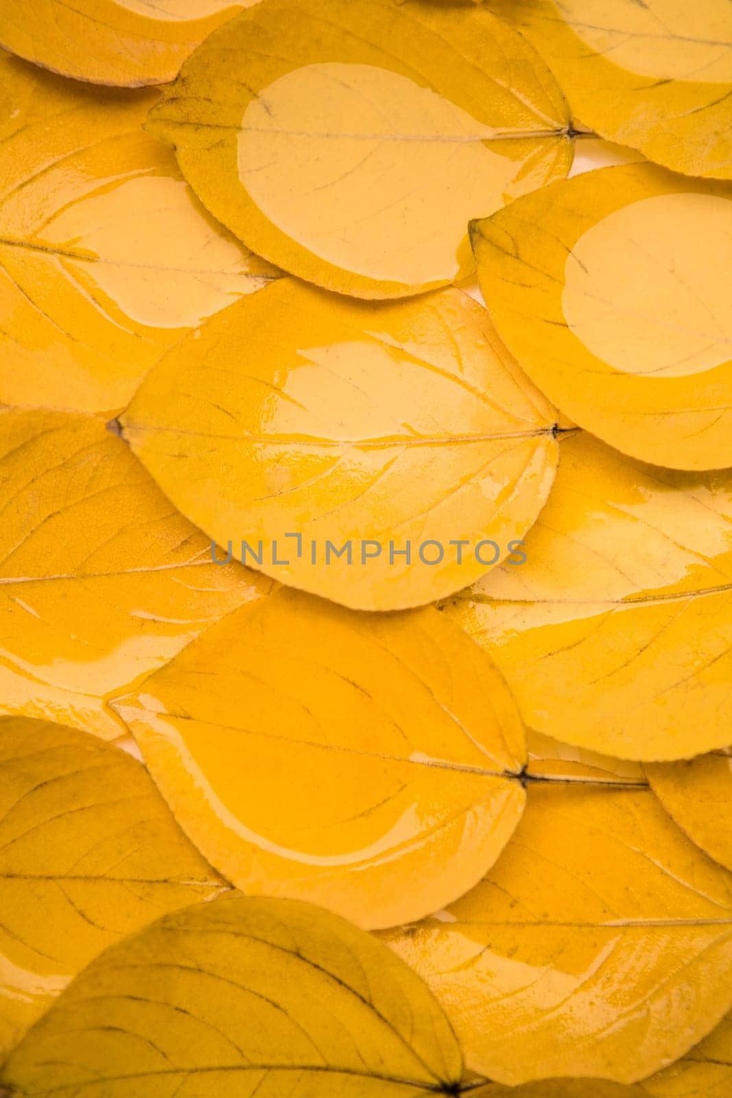 Fall theme background: yellow autumn leaves