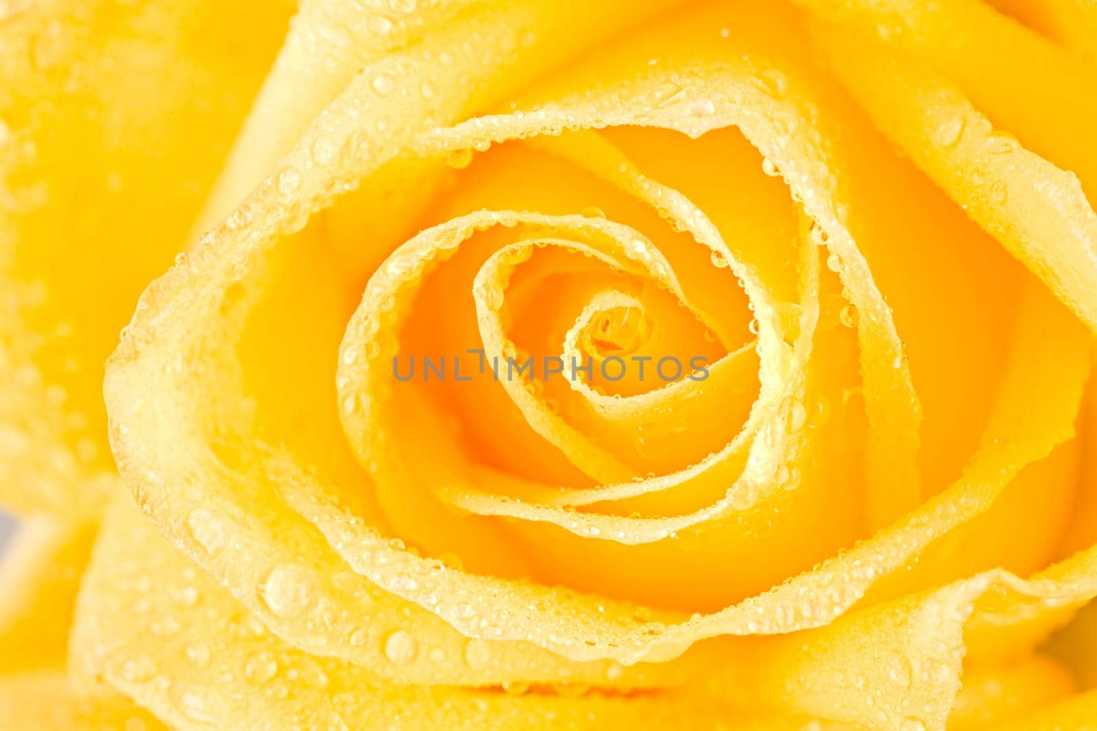 Close up of open yellow rosebud with dew drops on it