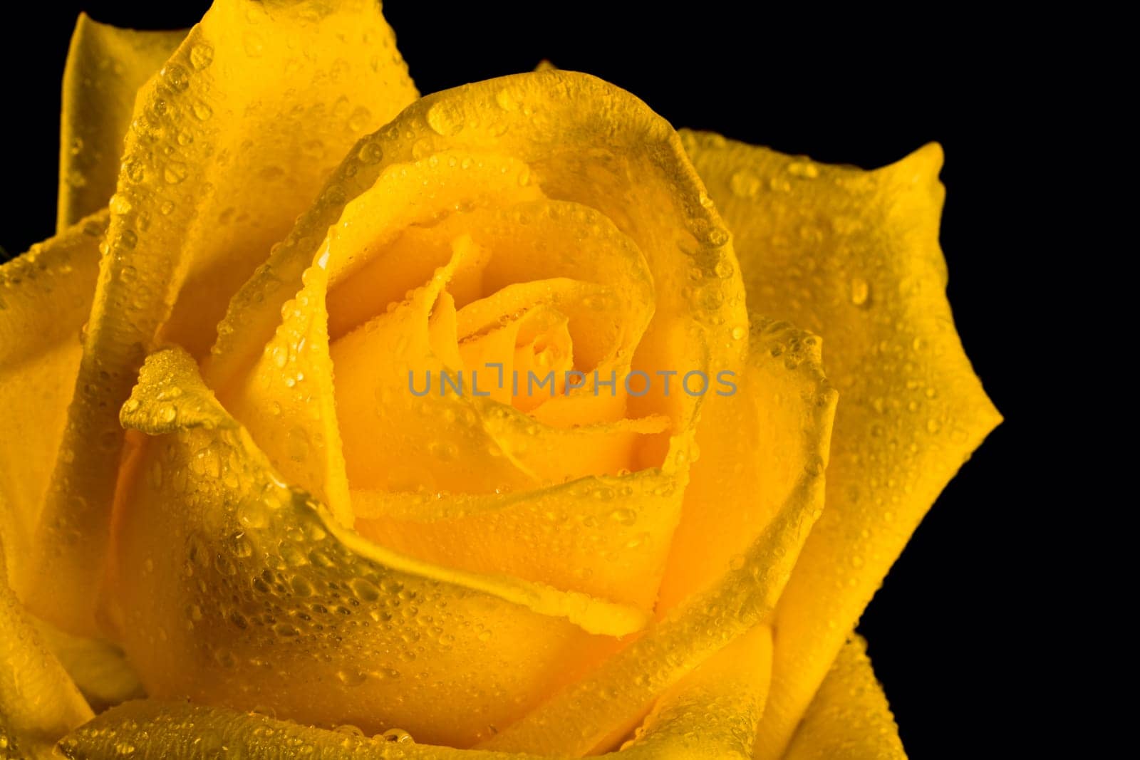 Closeup of fresh yellow rosebud isolated on black background
