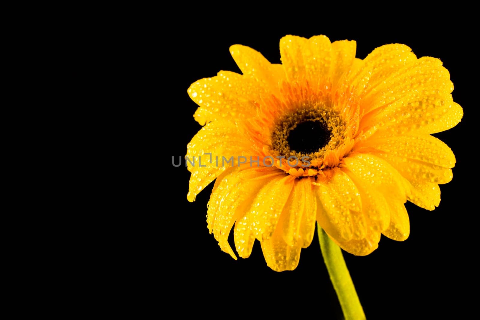 Photo of simple yellow flower on a black background