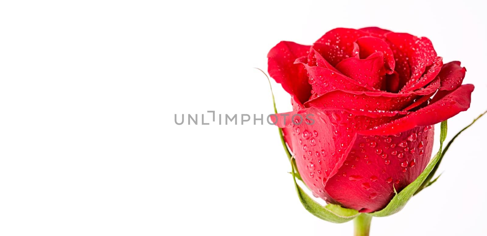Close-up of fresh red rose with drops