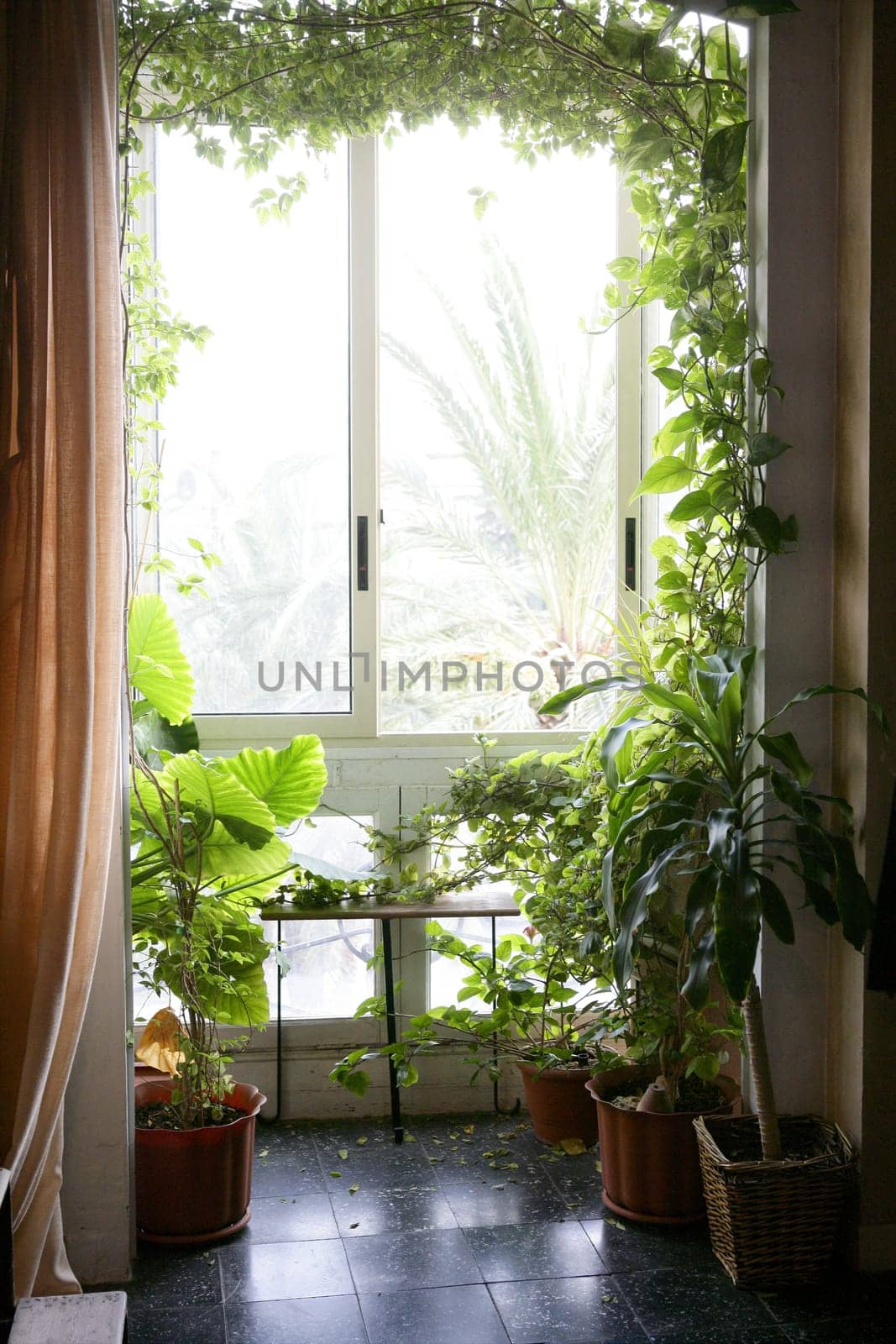 Backlit in a house room with plants, nice decoration light atmosphere