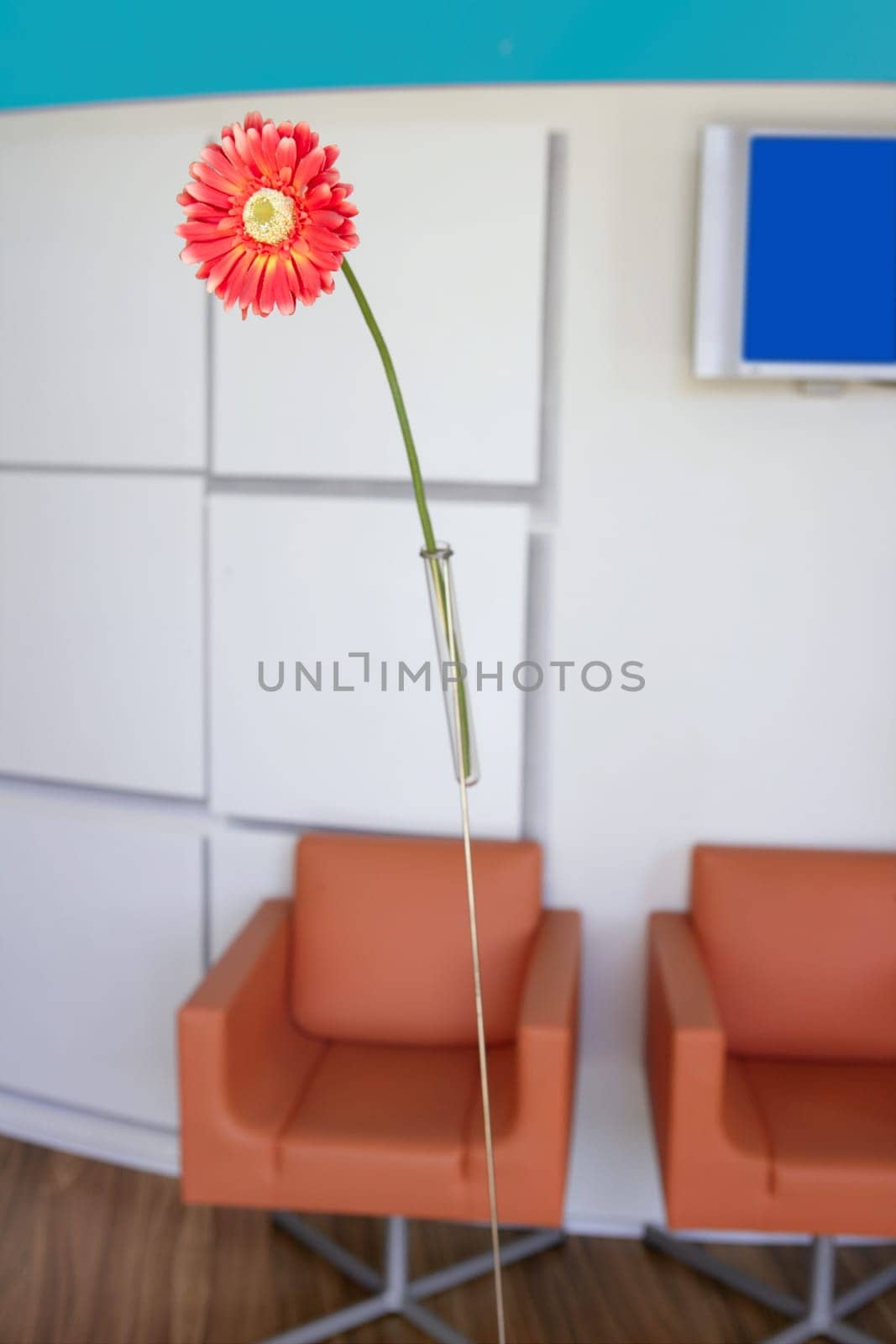 Nice modern interior design lobby, orange daisy gerbera flower