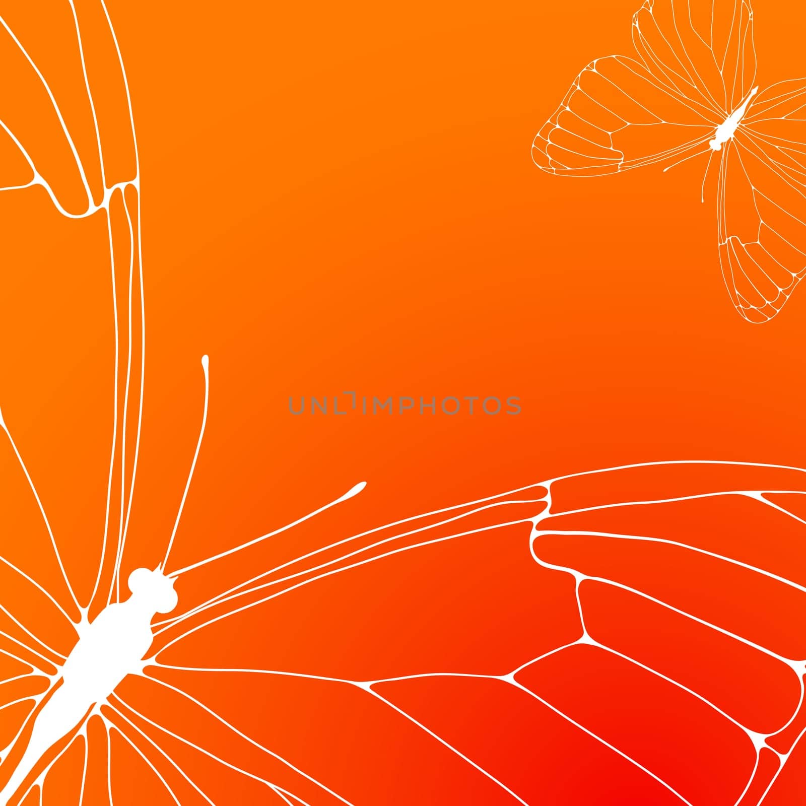 Vector illustration of orange background with white contours of the two butterflies