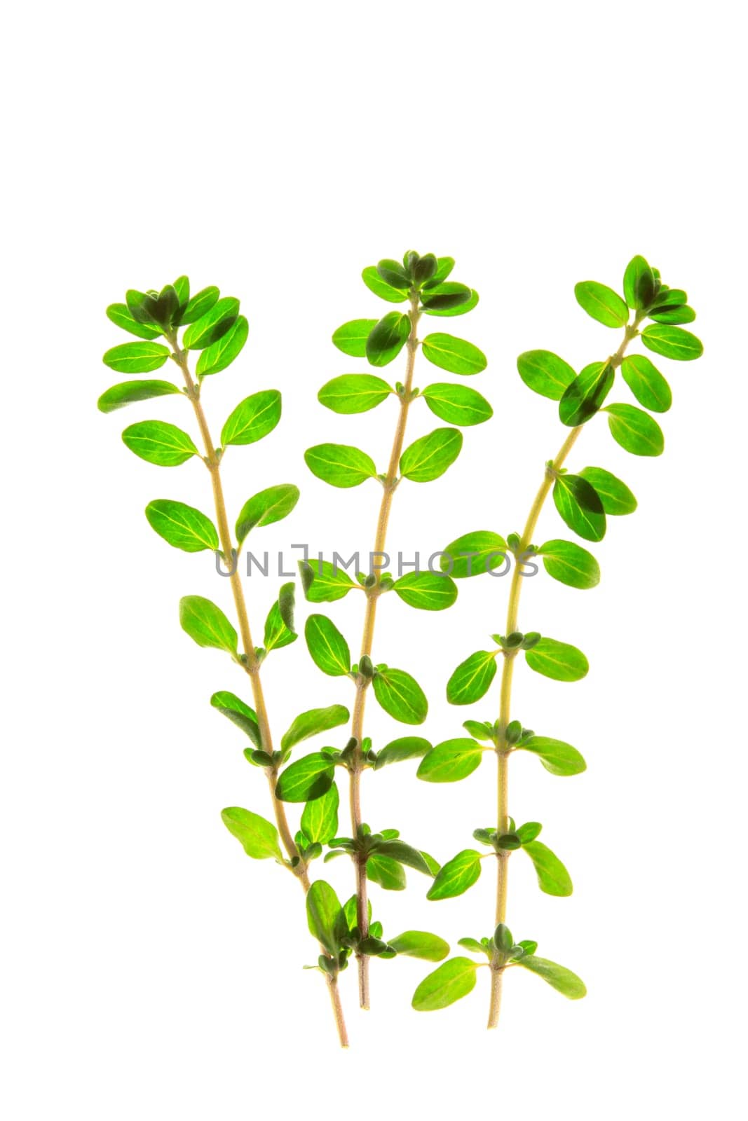 fresh marjoram sprigs,isolated against white background