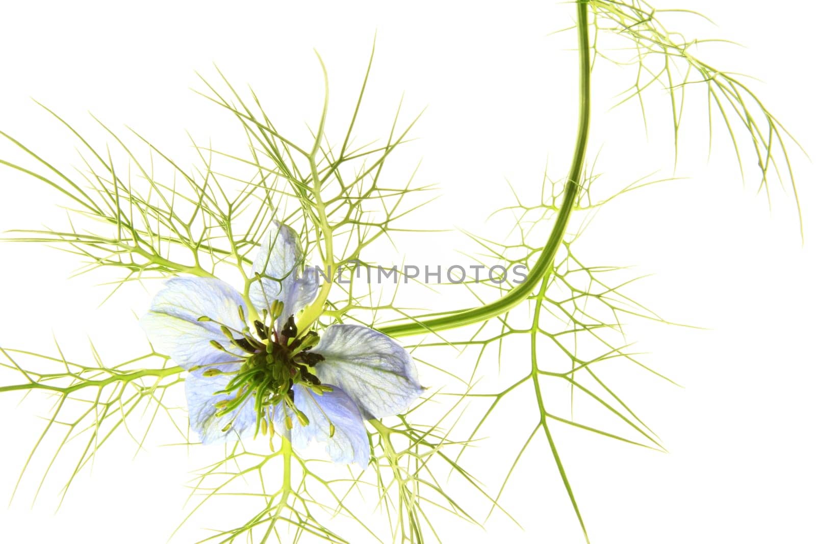 Maid in the green,isolated against white background