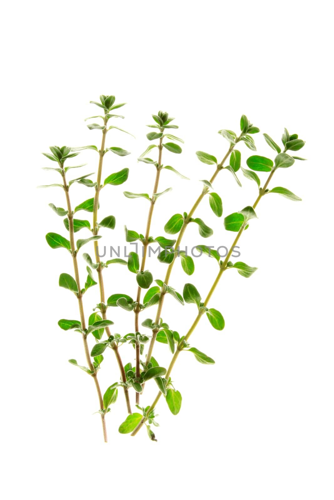 fresh marjoram sprigs,isolated against white background