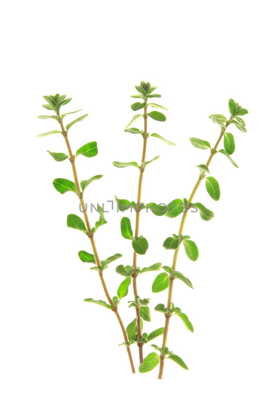 fresh marjoram sprigs,isolated against white background