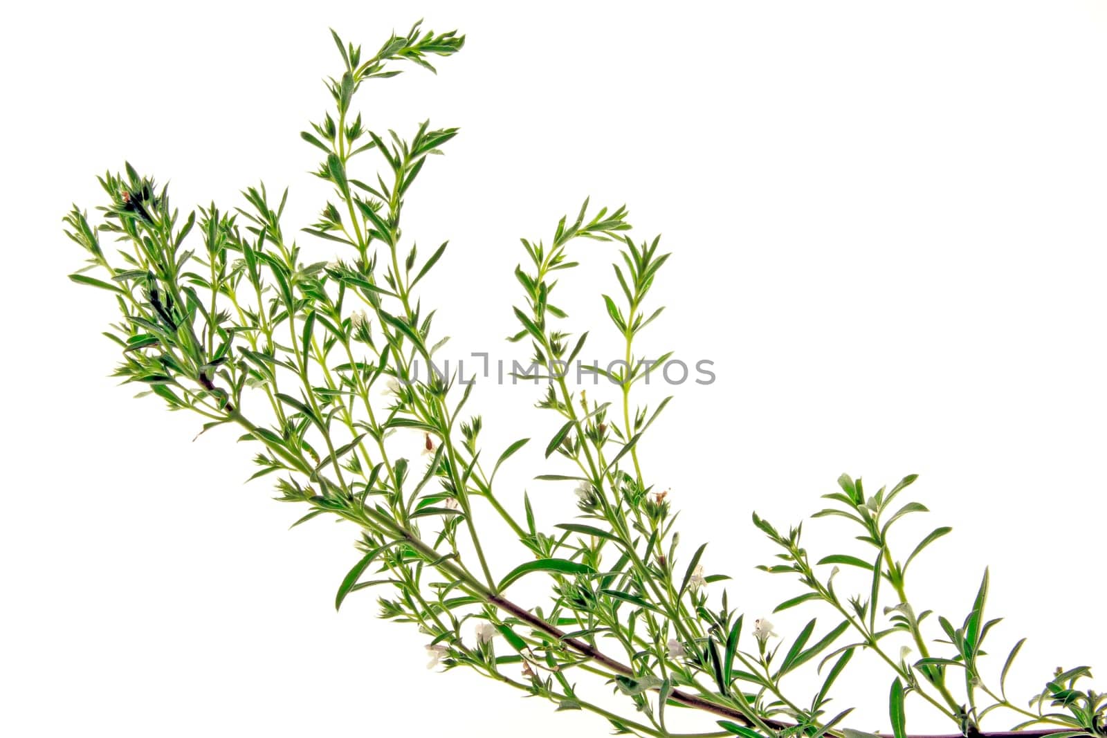 Winter savory (mountain savory)