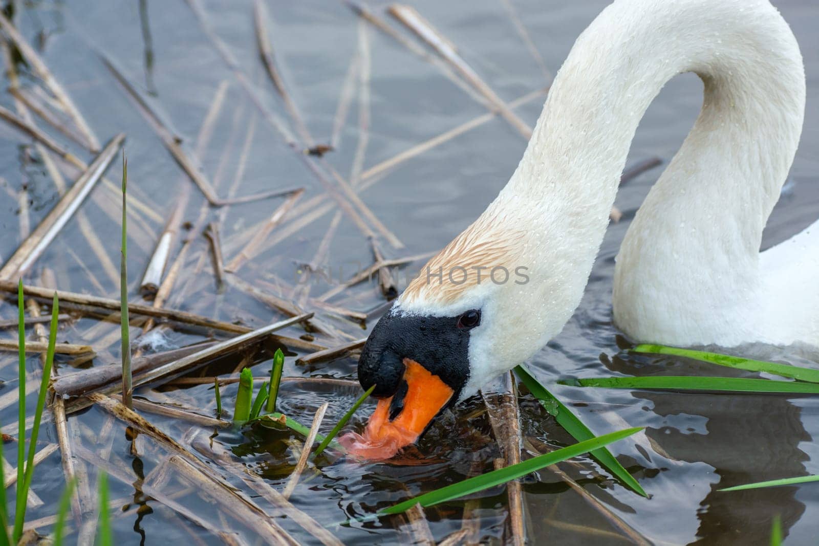 White swan with its beak in the water, spring day